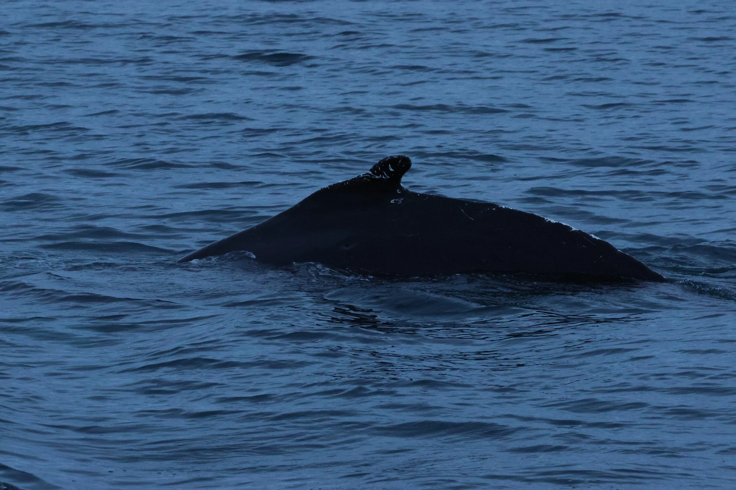 2026_01_08_1100_KON_GISELA (11).JPG