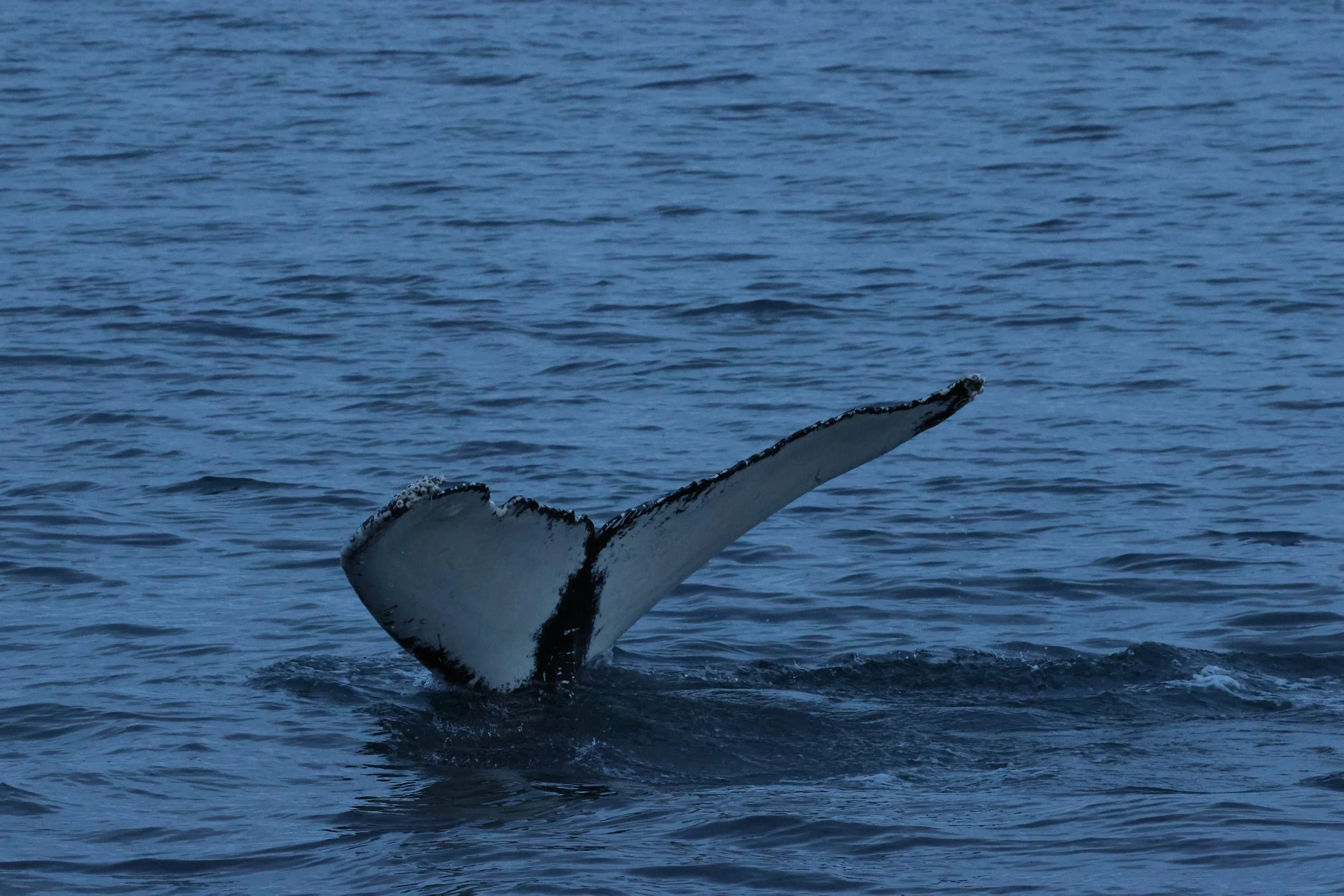 2026_01_08_1100_KON_GISELA (14).JPG