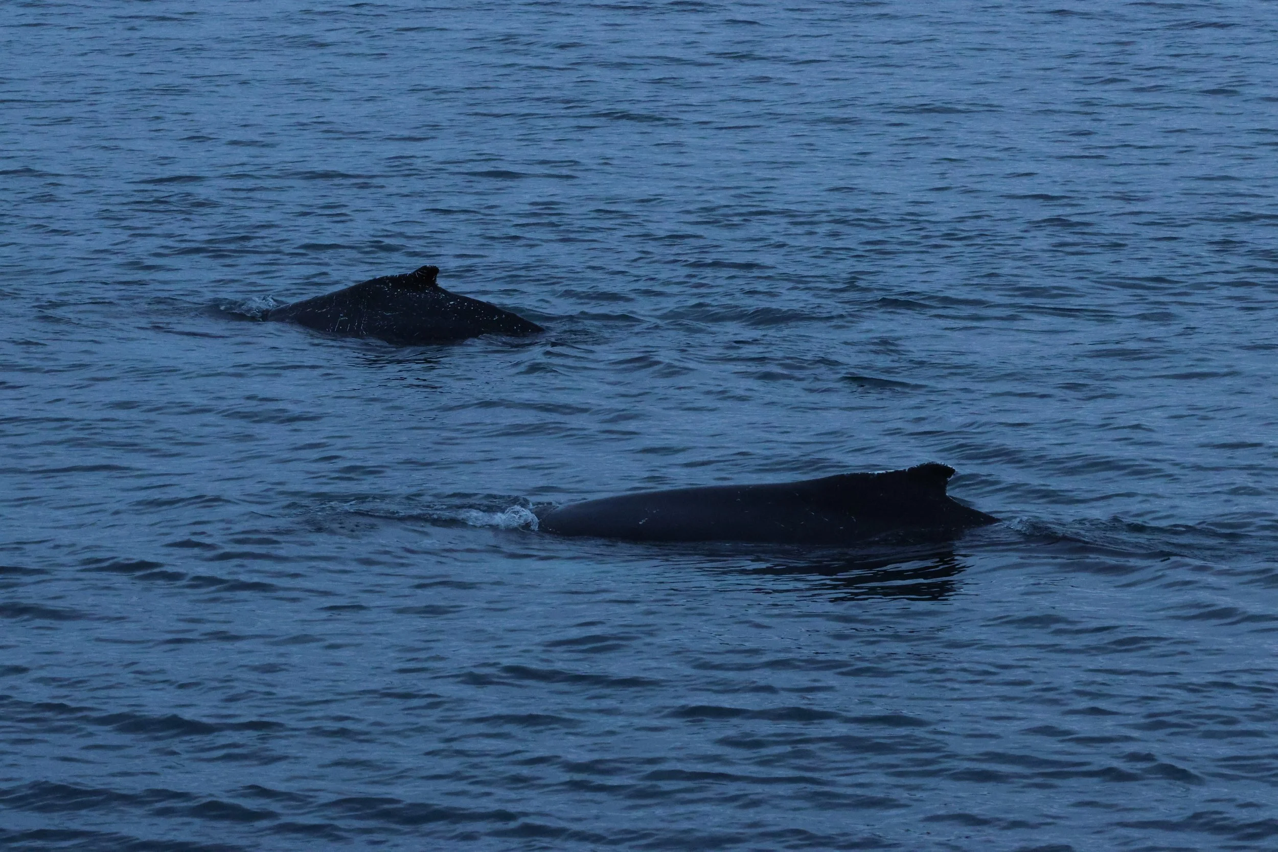 2026_01_08_1100_KON_GISELA (15).JPG