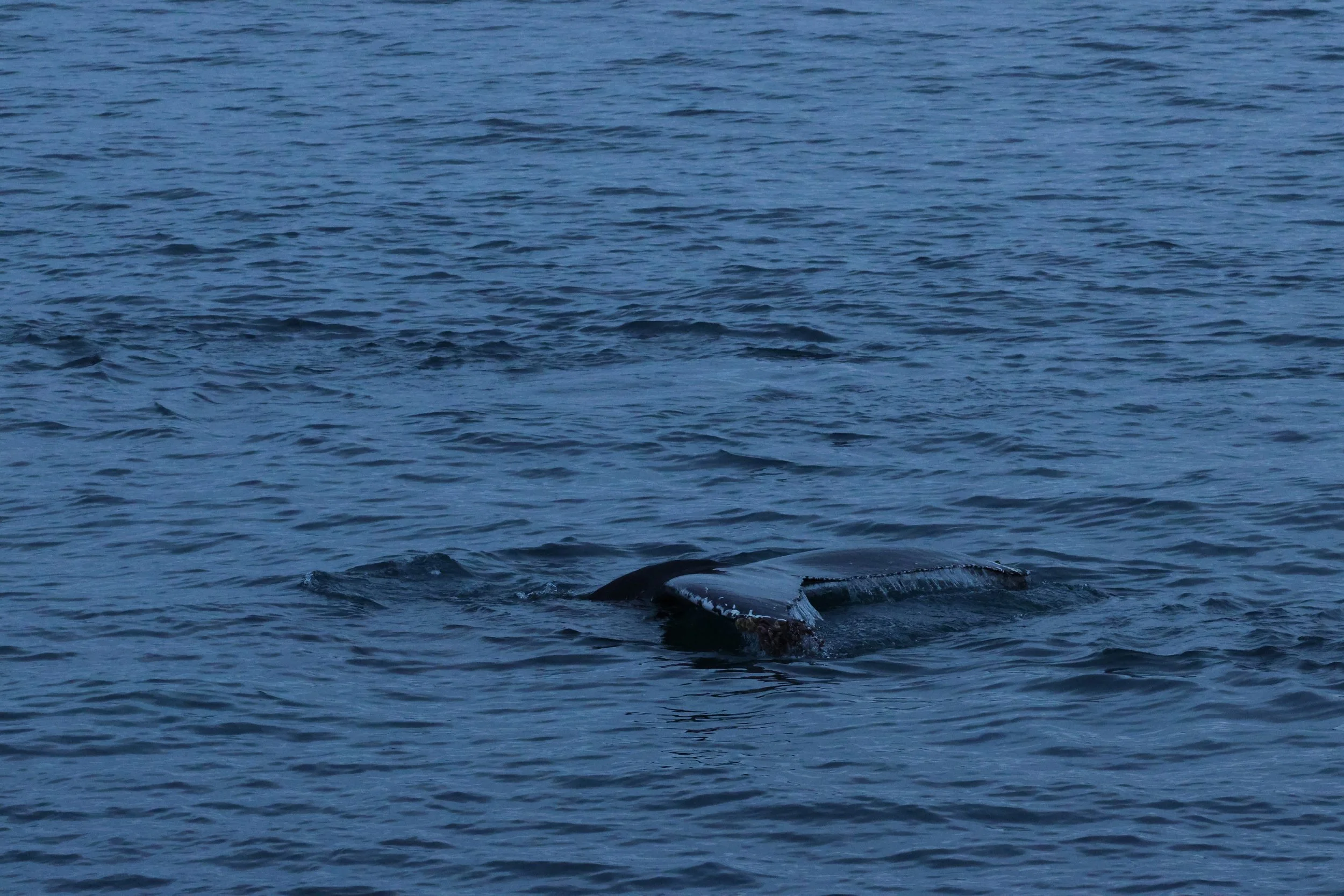 2026_01_08_1100_KON_GISELA (16).JPG