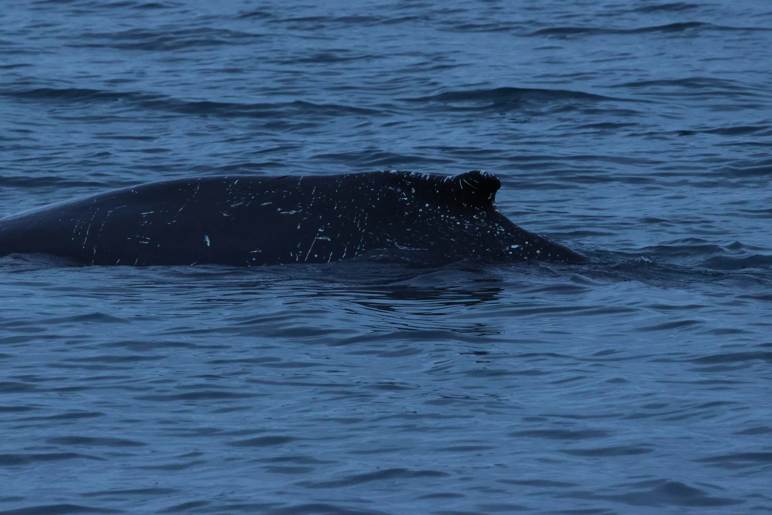 2026_01_08_1100_KON_GISELA (17).JPG