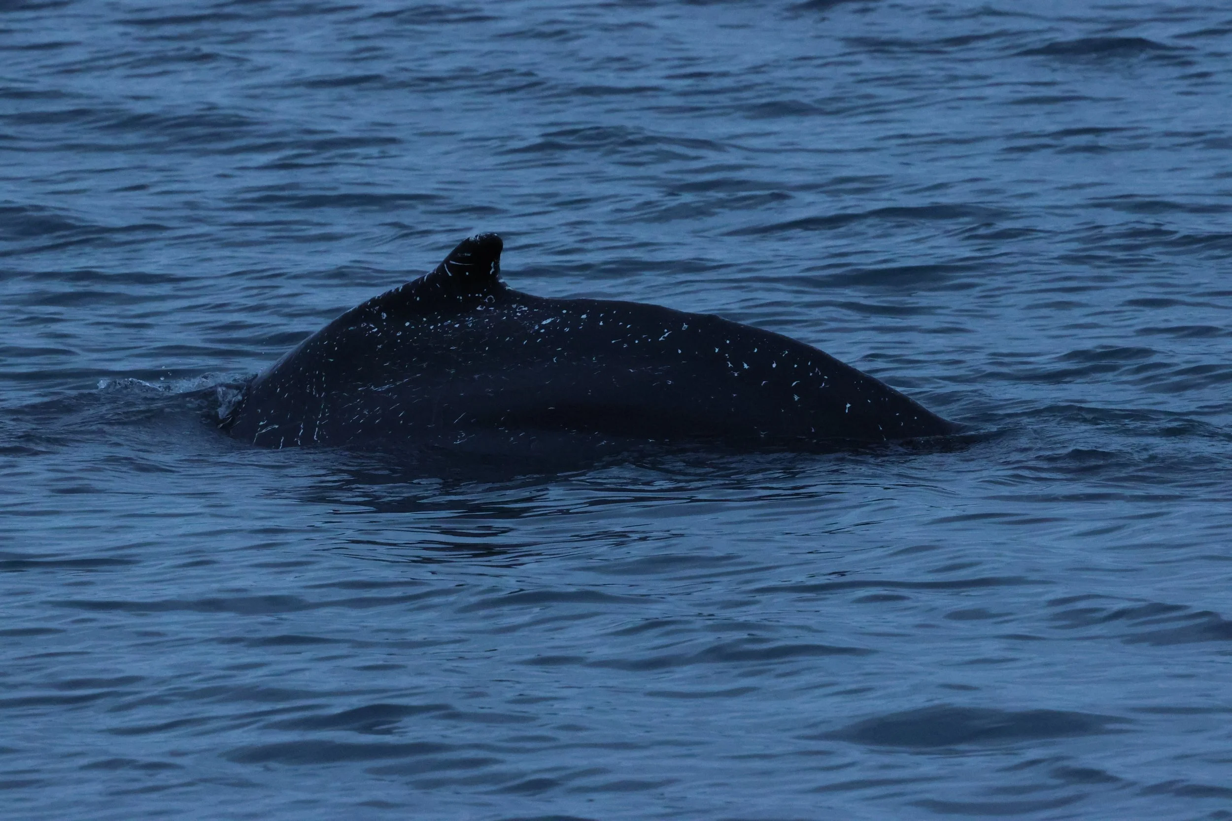 2026_01_08_1100_KON_GISELA (18).JPG