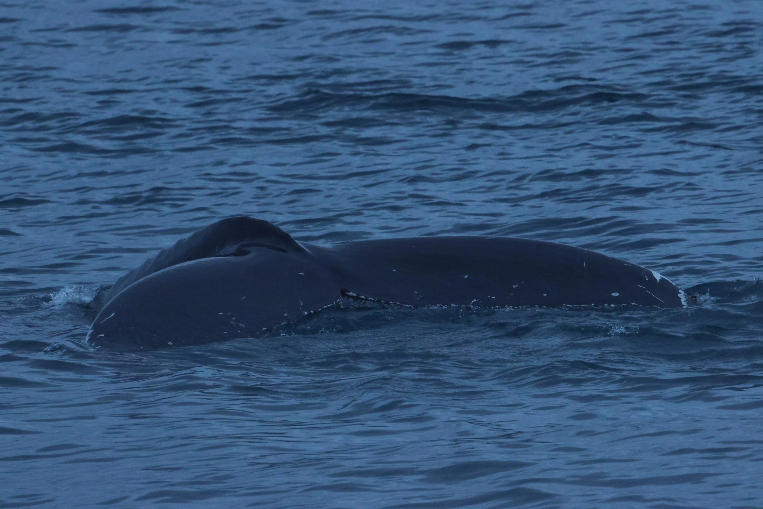 2026_01_08_1100_KON_GISELA (20).JPG