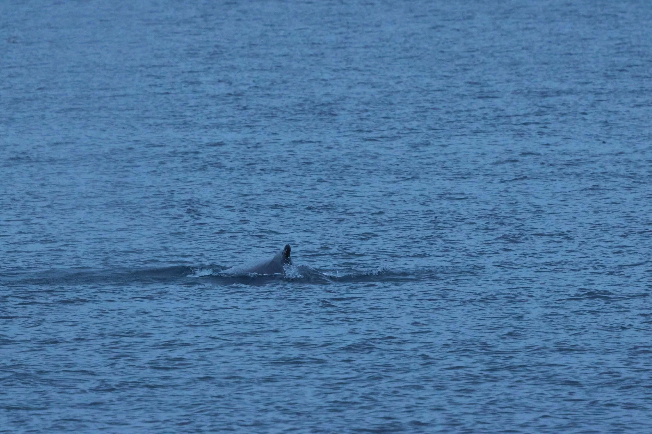 2026_01_08_1100_KON_GISELA (22).JPG