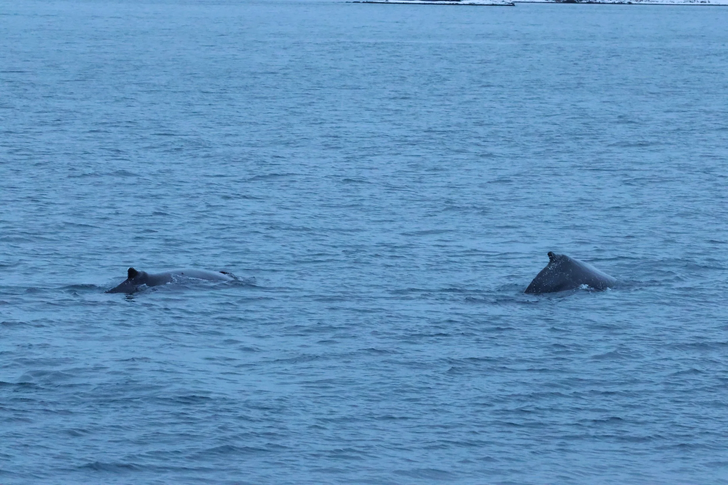 2026_01_08_1100_KON_GISELA (23).JPG