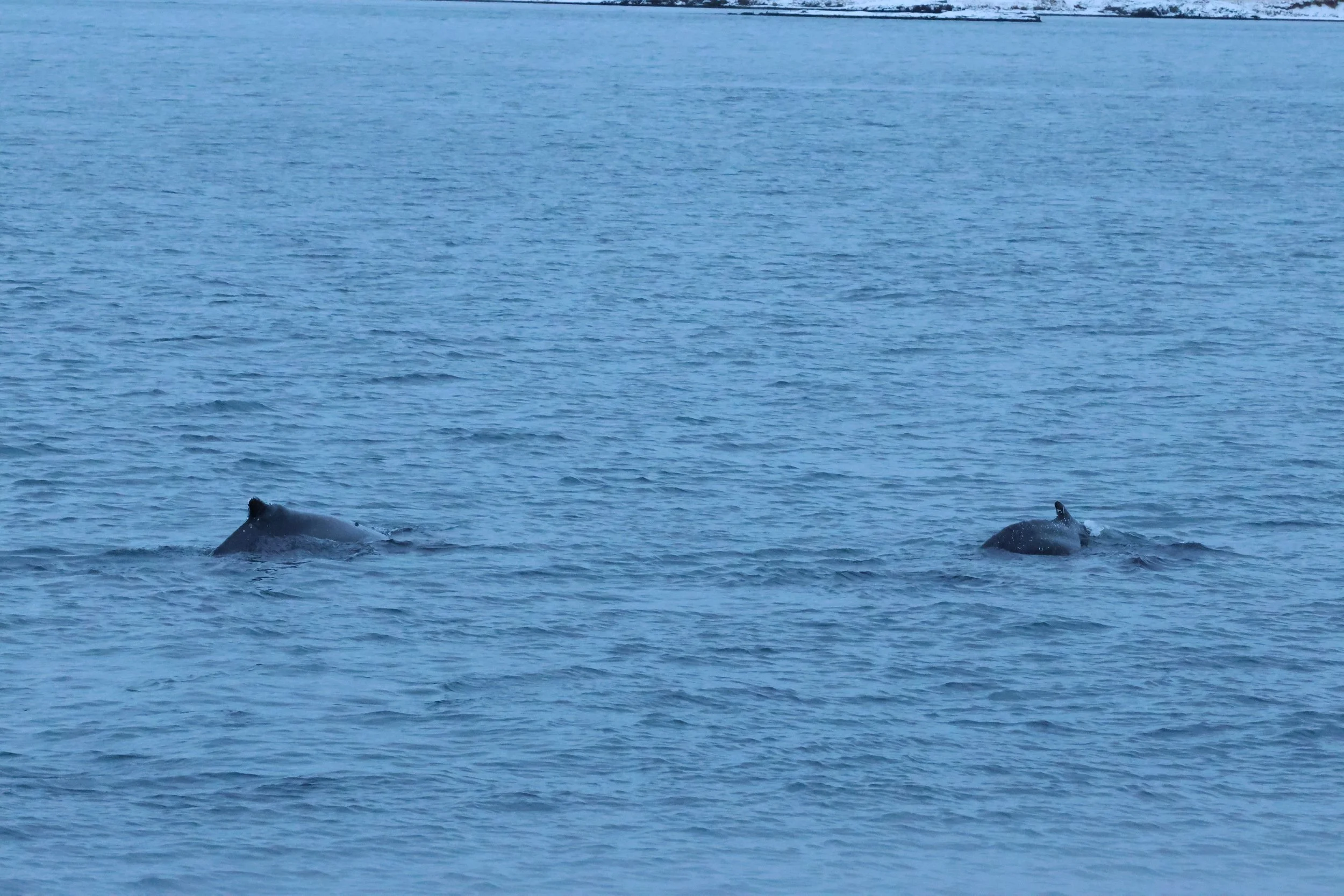 2026_01_08_1100_KON_GISELA (24).JPG