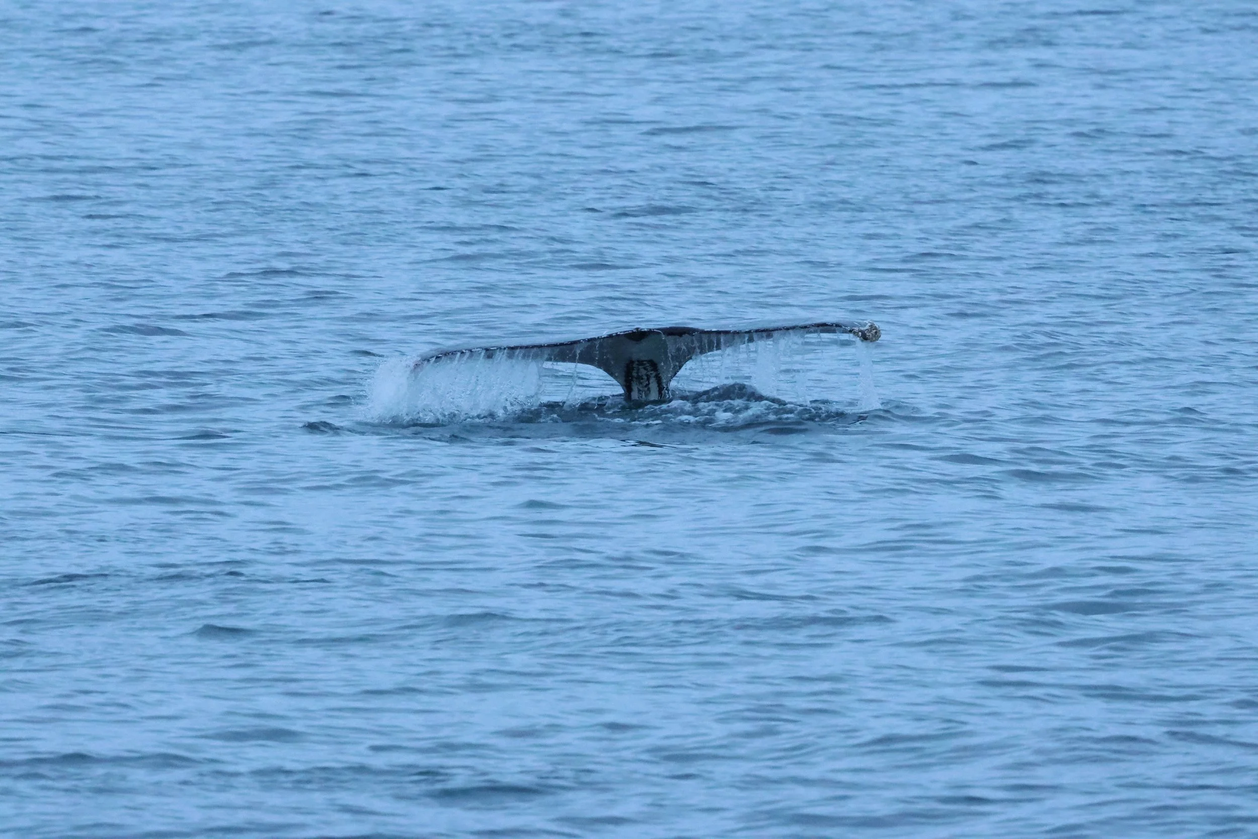 2026_01_08_1100_KON_GISELA (26).JPG