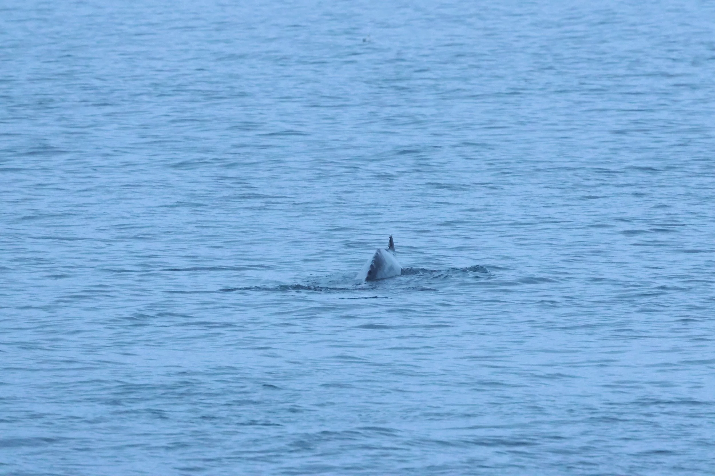 2026_01_08_1100_KON_GISELA (29).JPG