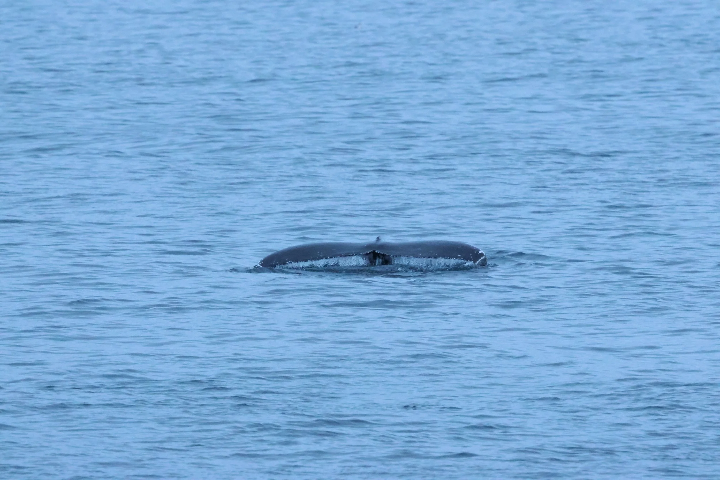 2026_01_08_1100_KON_GISELA (30).JPG