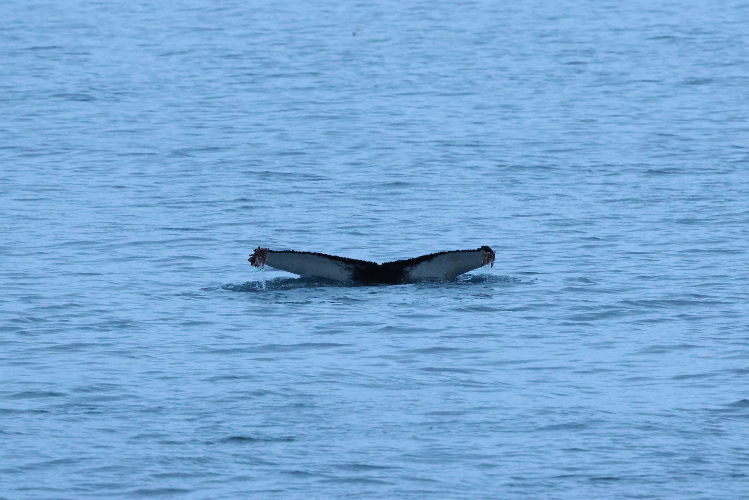 2026_01_08_1100_KON_GISELA (31).JPG