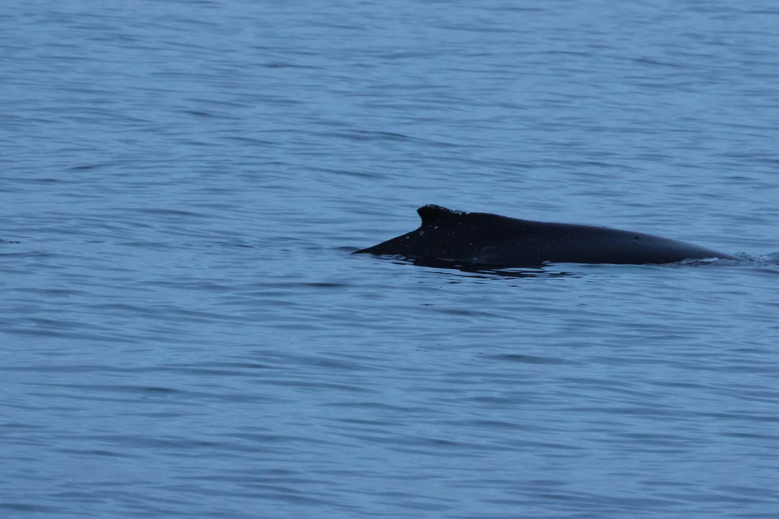 2026_01_08_1100_KON_GISELA (32).JPG