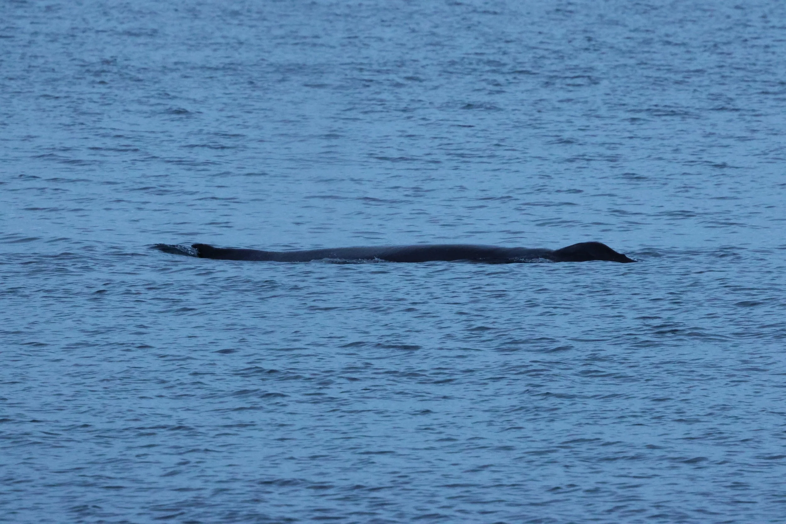 2026_01_08_1100_KON_GISELA (34).JPG