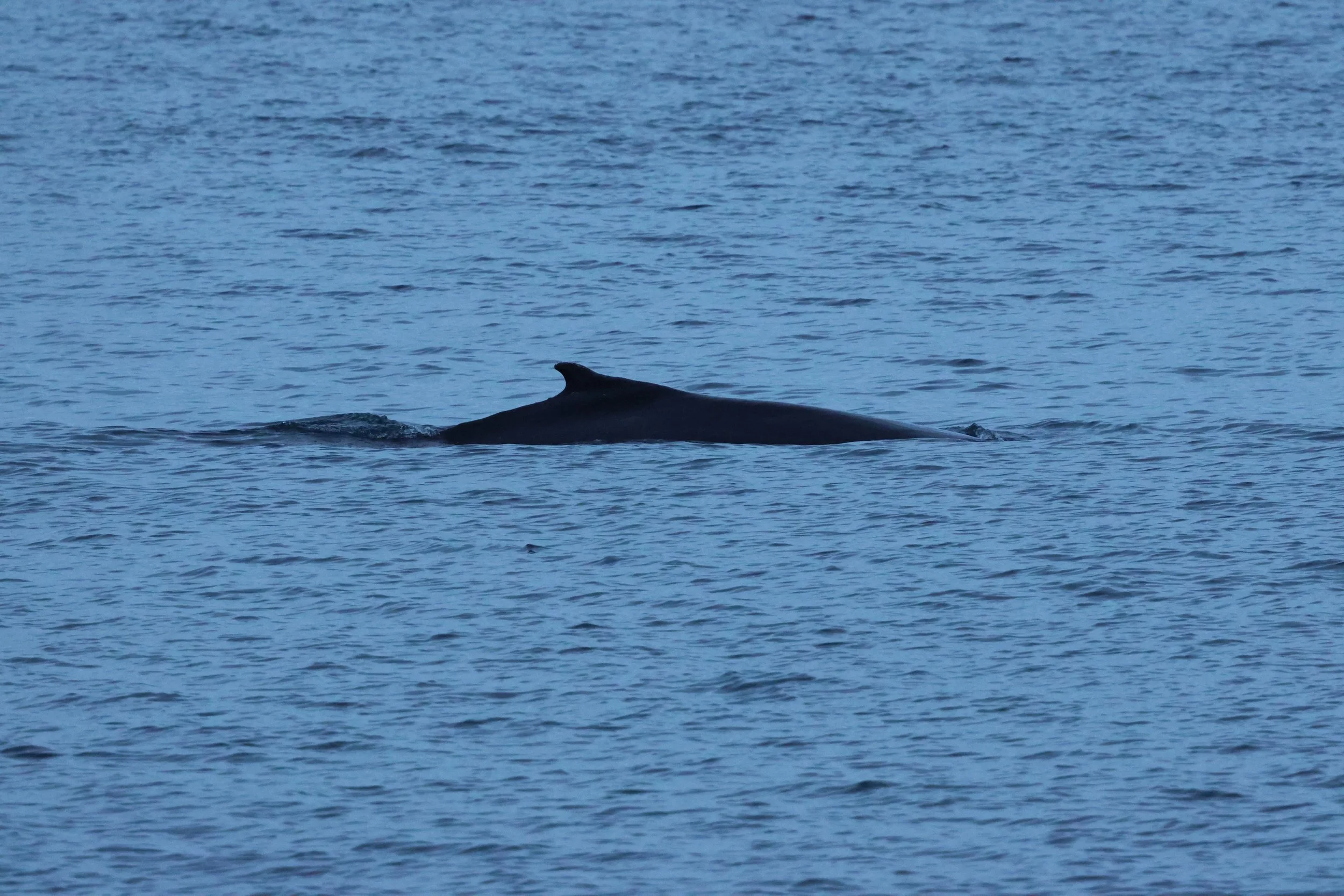 2026_01_08_1100_KON_GISELA (35).JPG