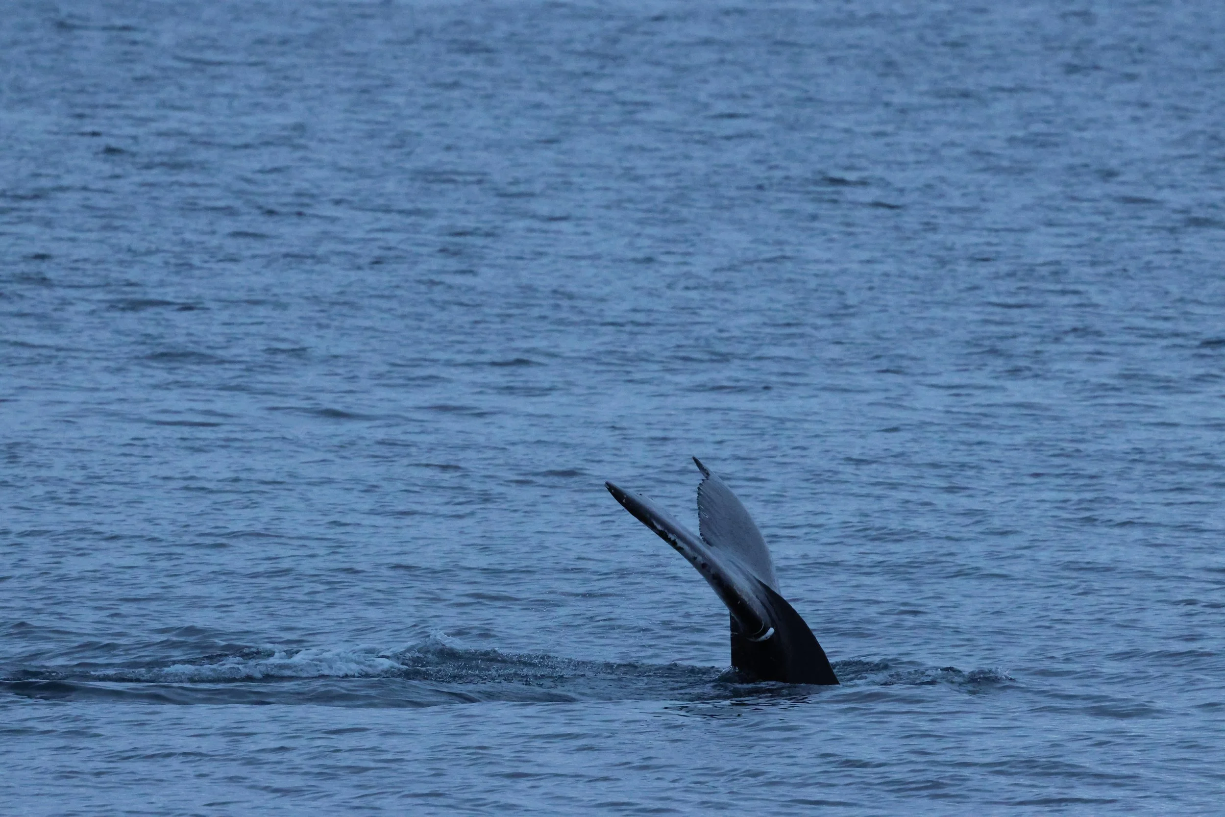 2026_01_08_1100_KON_GISELA (39).JPG