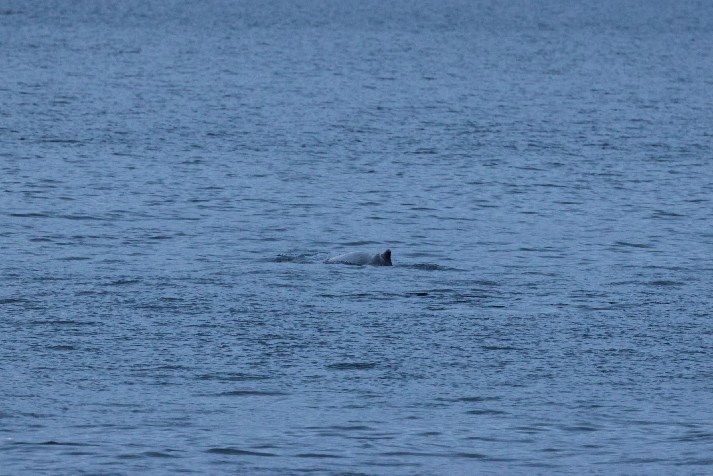 2026_01_08_1100_KON_GISELA (40).JPG