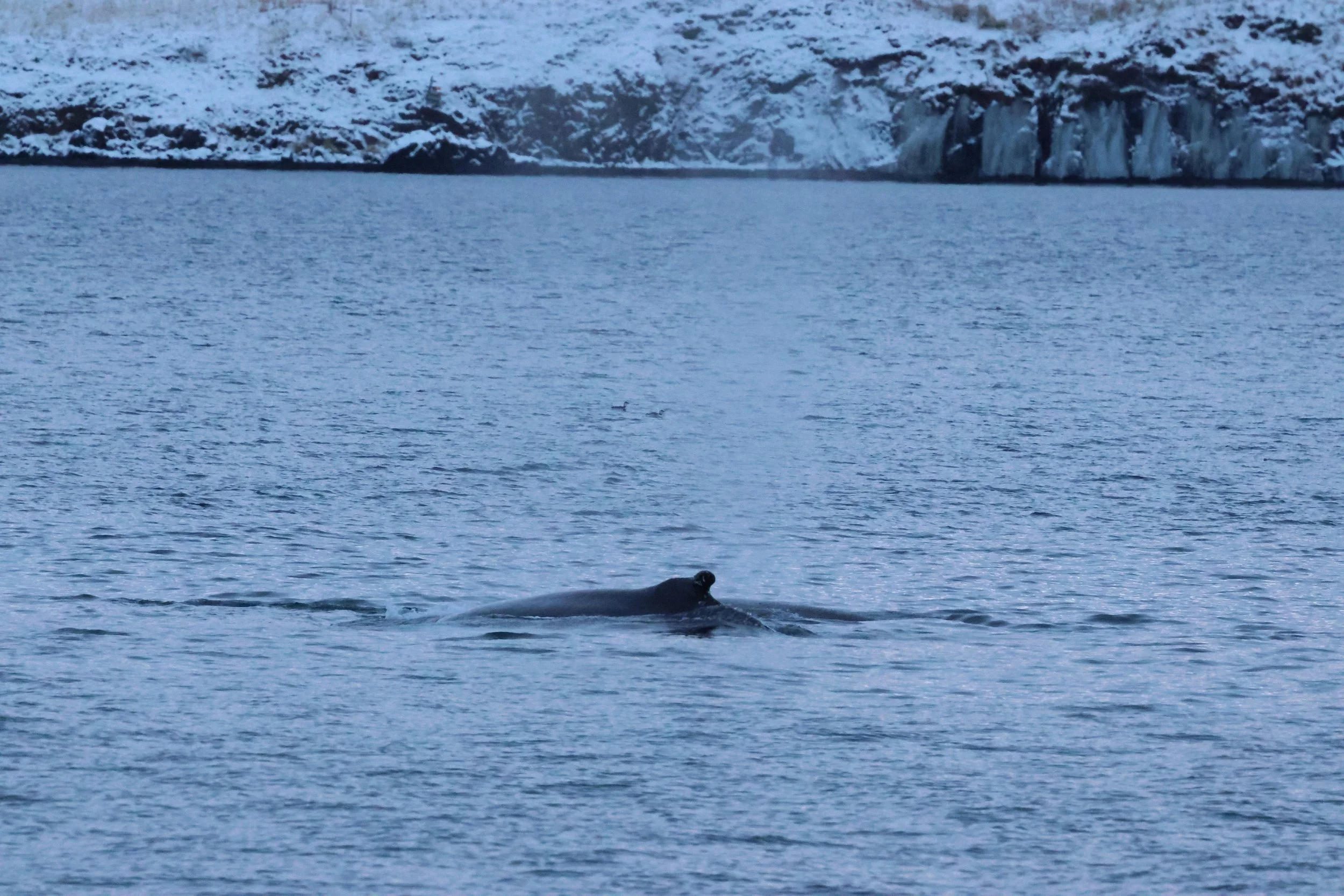 2026_01_08_1100_KON_GISELA (42).JPG