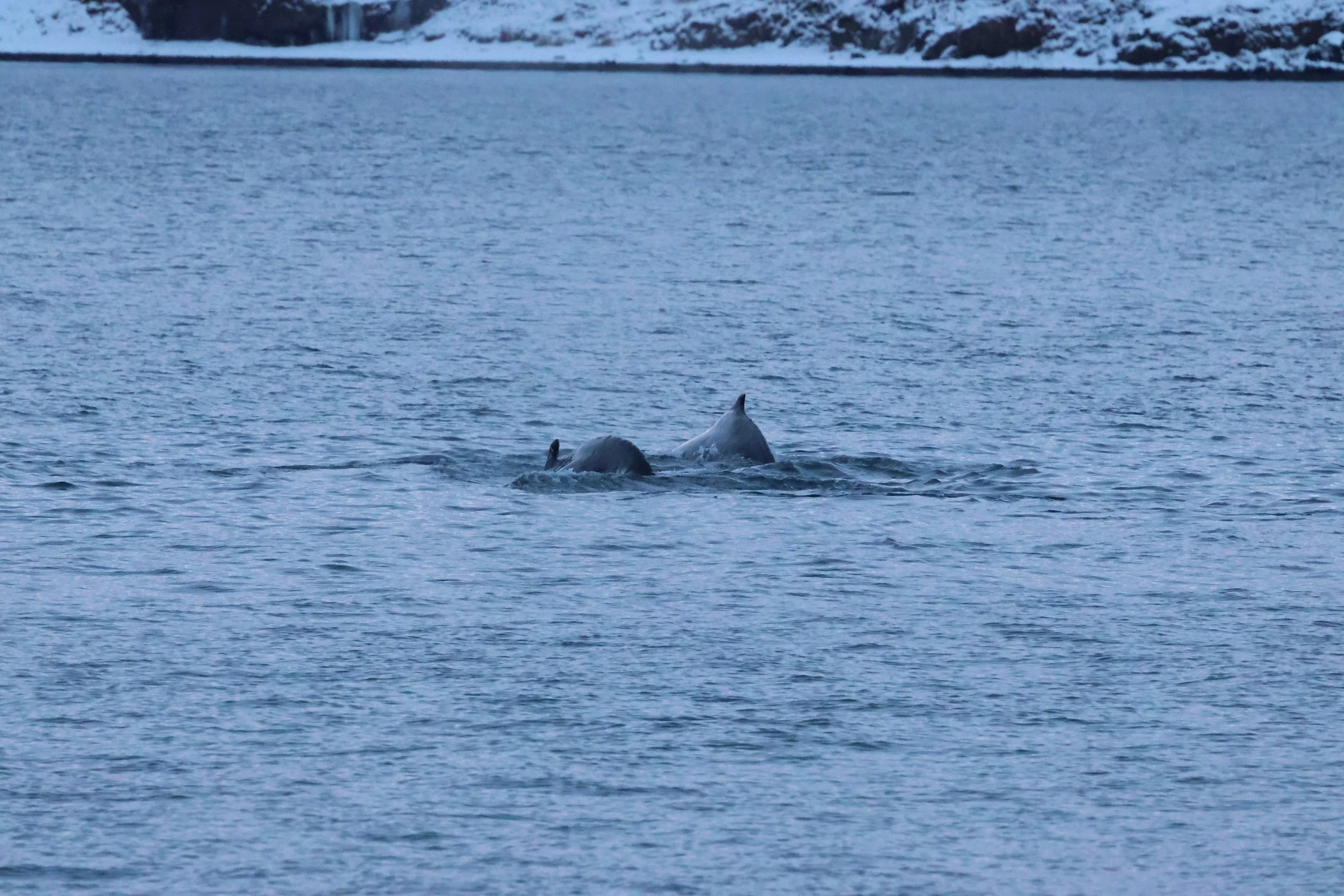 2026_01_08_1100_KON_GISELA (45).JPG