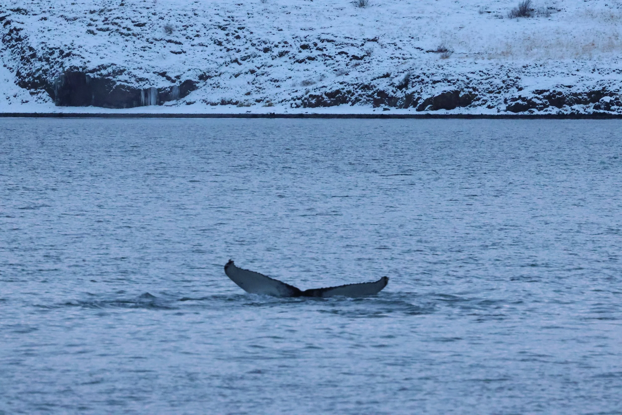 2026_01_08_1100_KON_GISELA (50).JPG