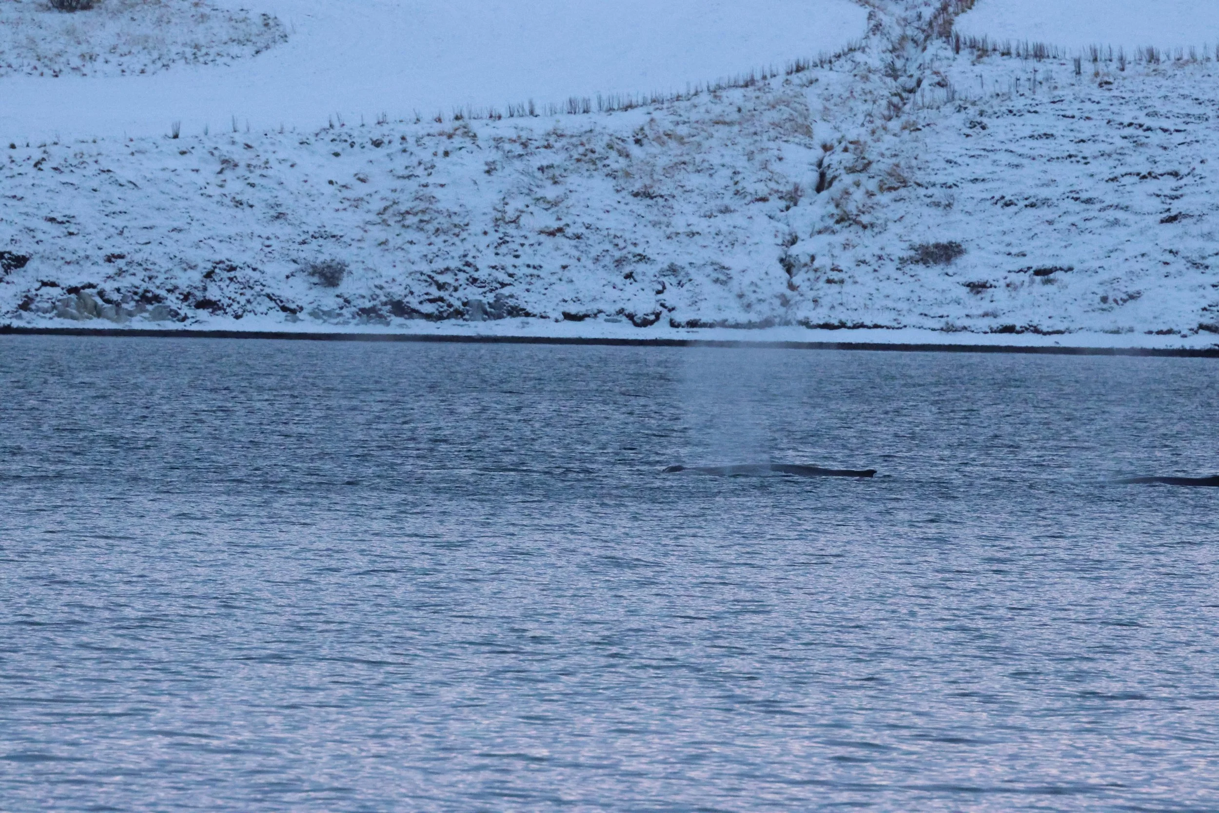 2026_01_08_1100_KON_GISELA (55).JPG