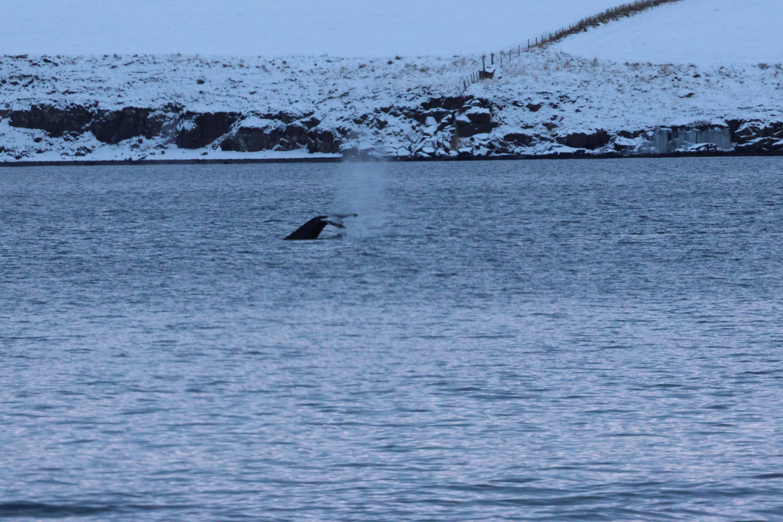 2026_01_08_1100_KON_GISELA (58).JPG