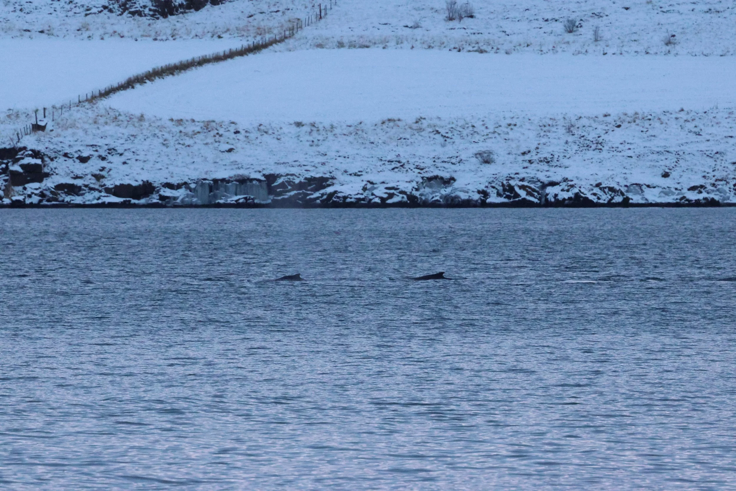 2026_01_08_1100_KON_GISELA (57).JPG