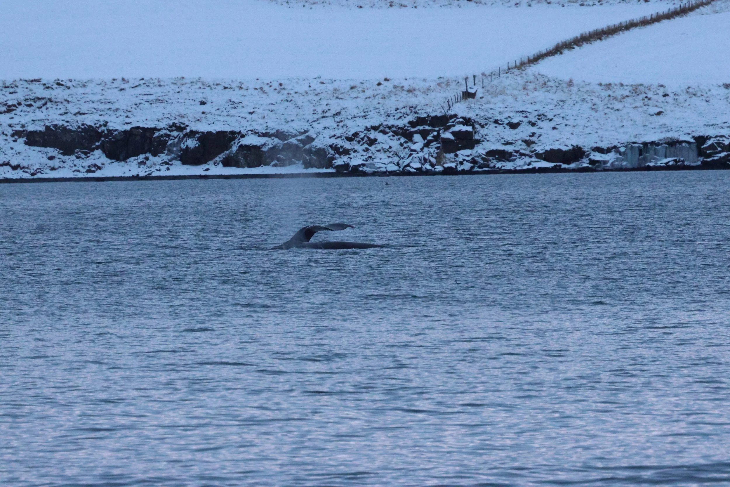 2026_01_08_1100_KON_GISELA (63).JPG