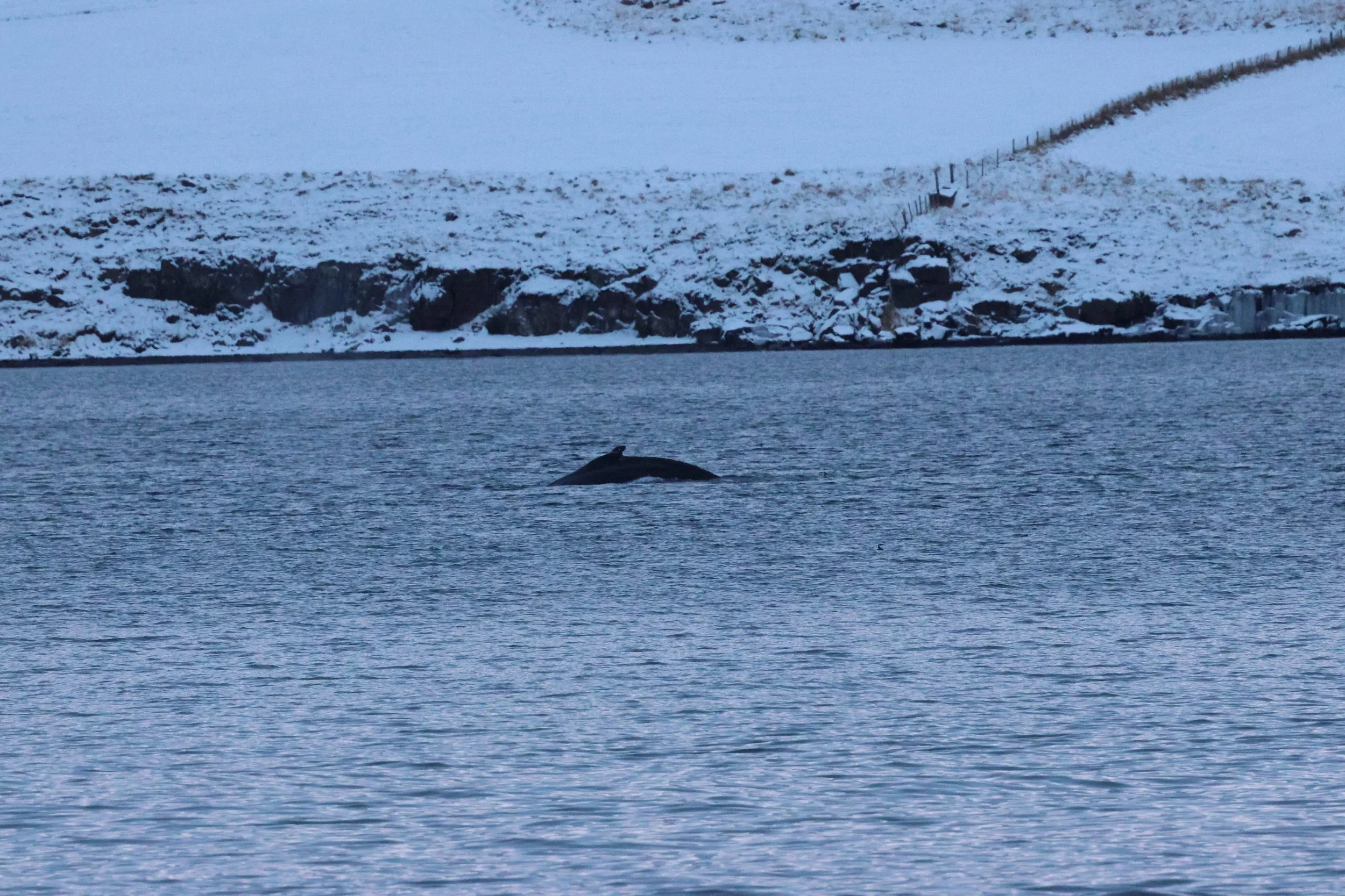 2026_01_08_1100_KON_GISELA (66).JPG