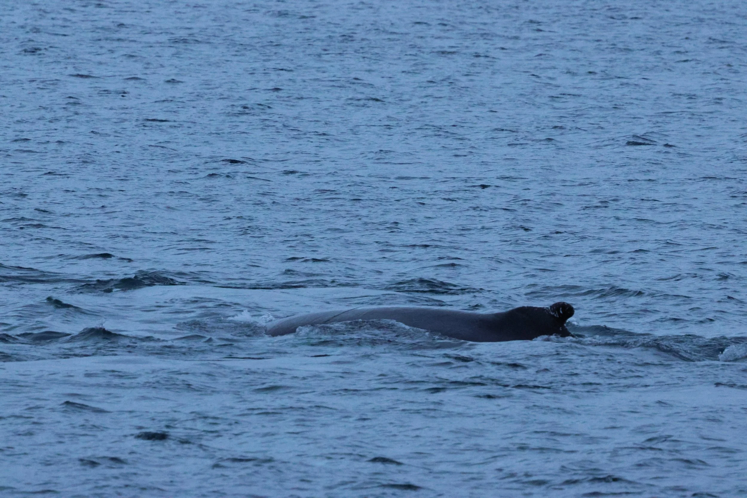 2026_01_08_1100_KON_GISELA (70).JPG