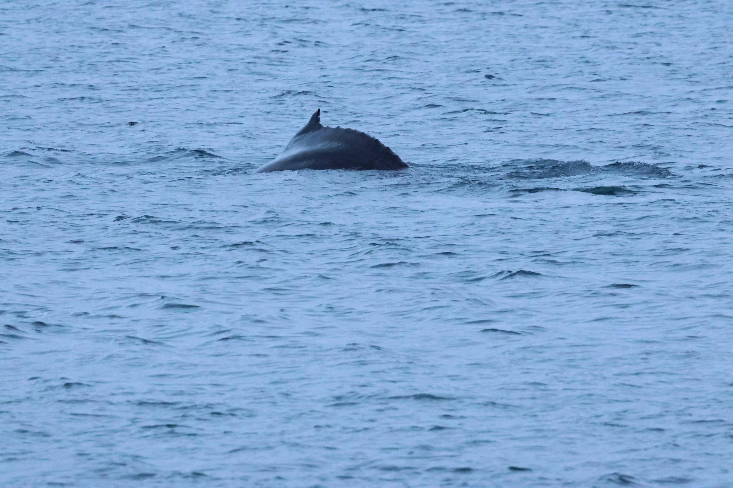 2026_01_08_1100_KON_GISELA (71).JPG