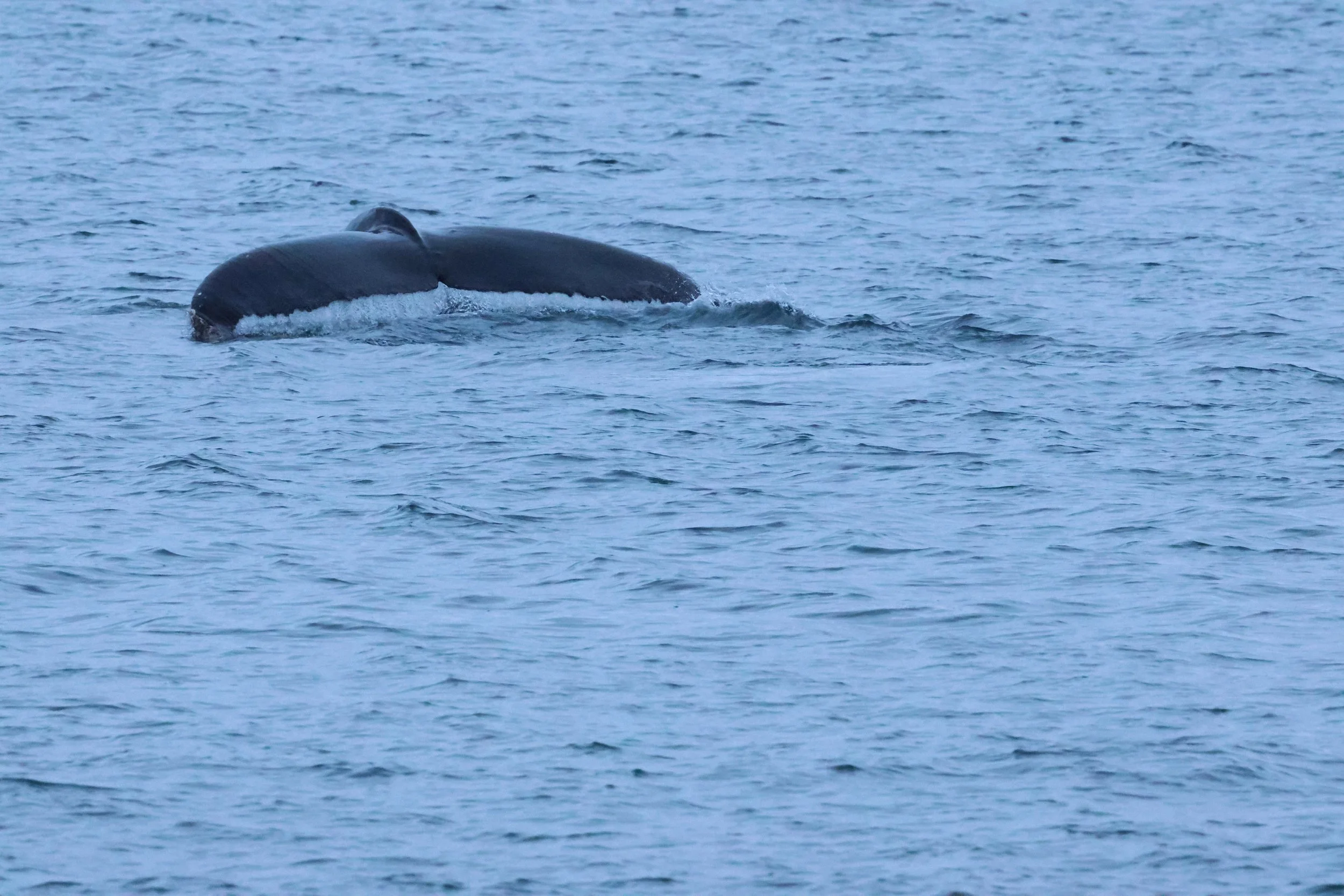 2026_01_08_1100_KON_GISELA (72).JPG