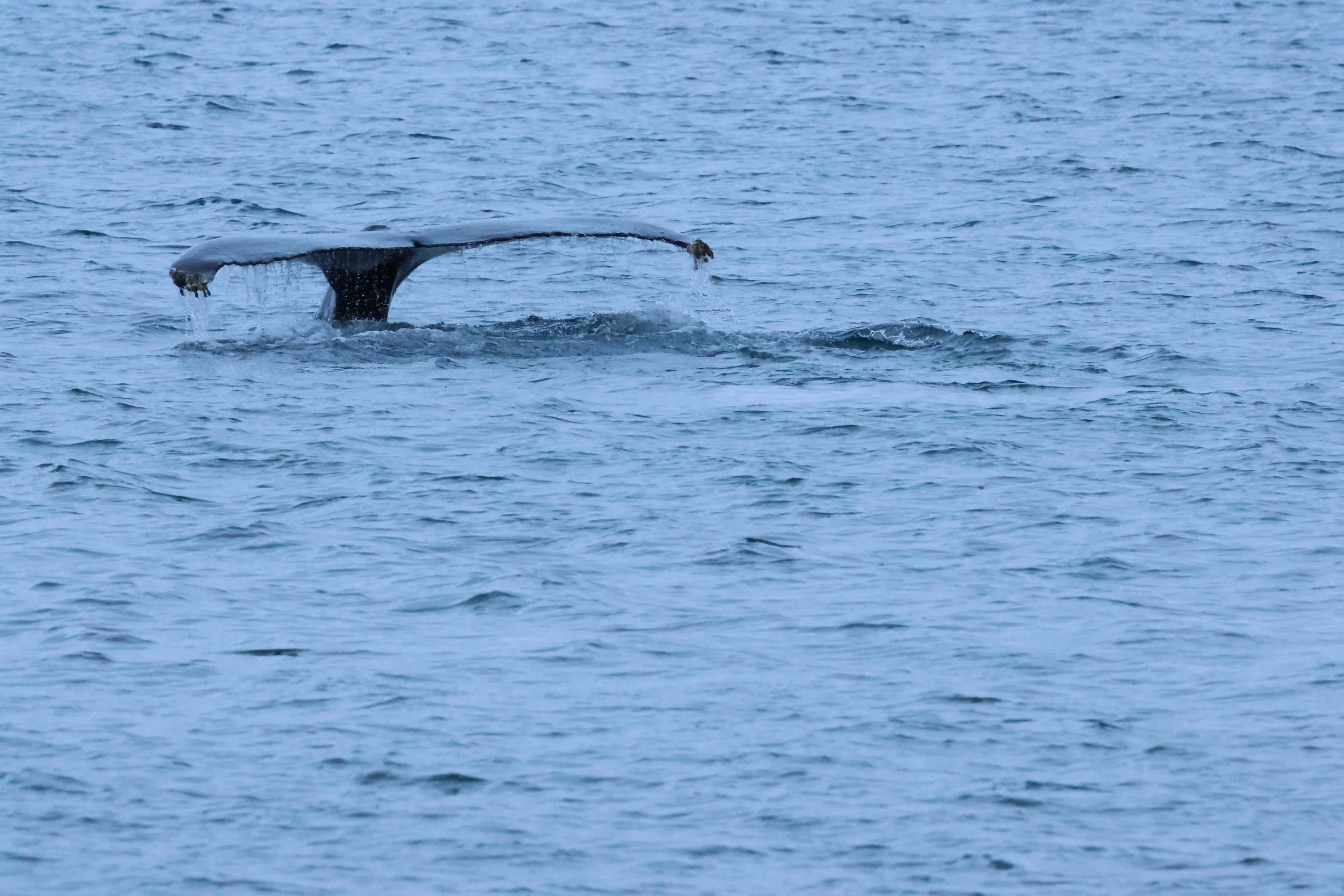 2026_01_08_1100_KON_GISELA (73).JPG