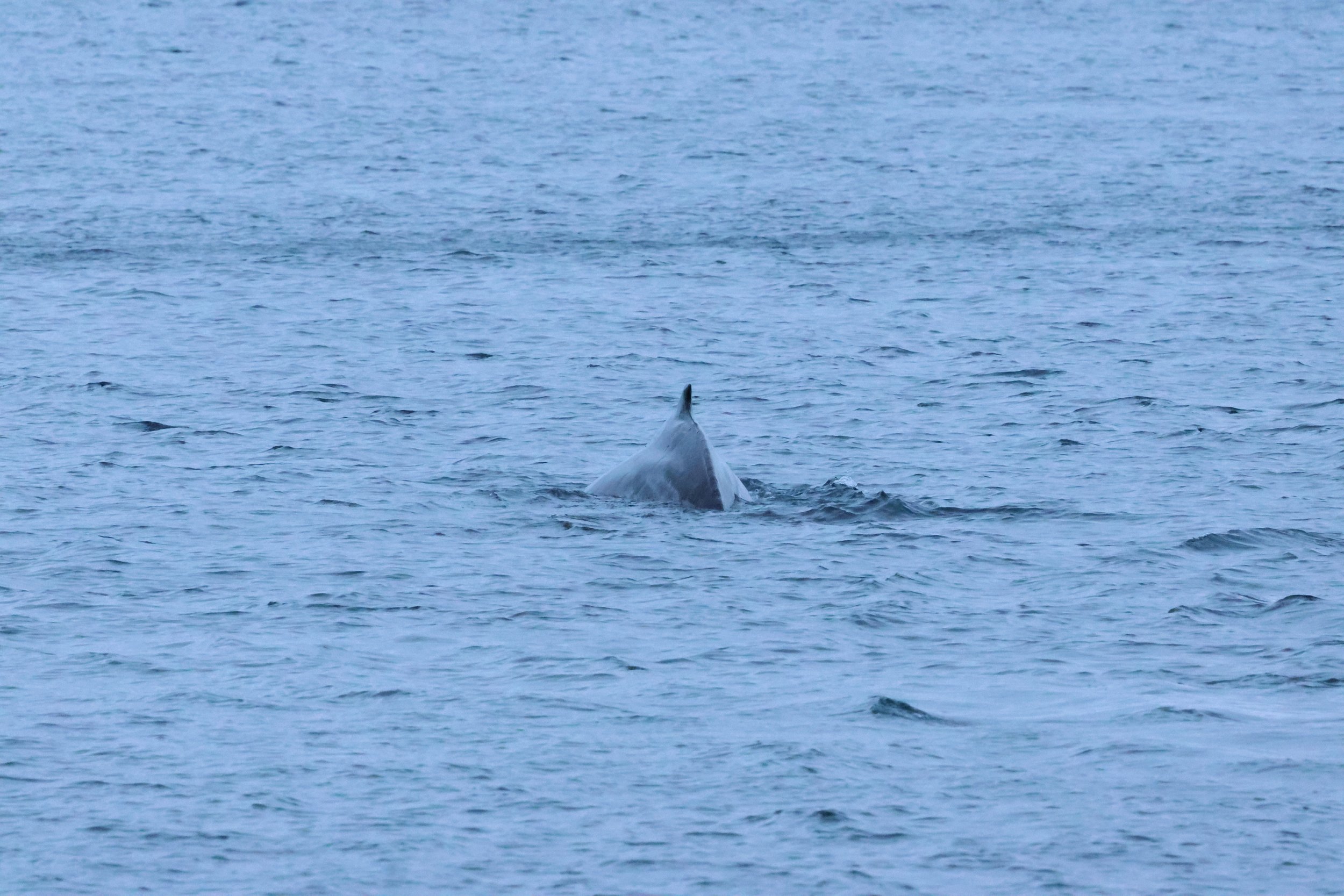 2026_01_08_1100_KON_GISELA (76).JPG