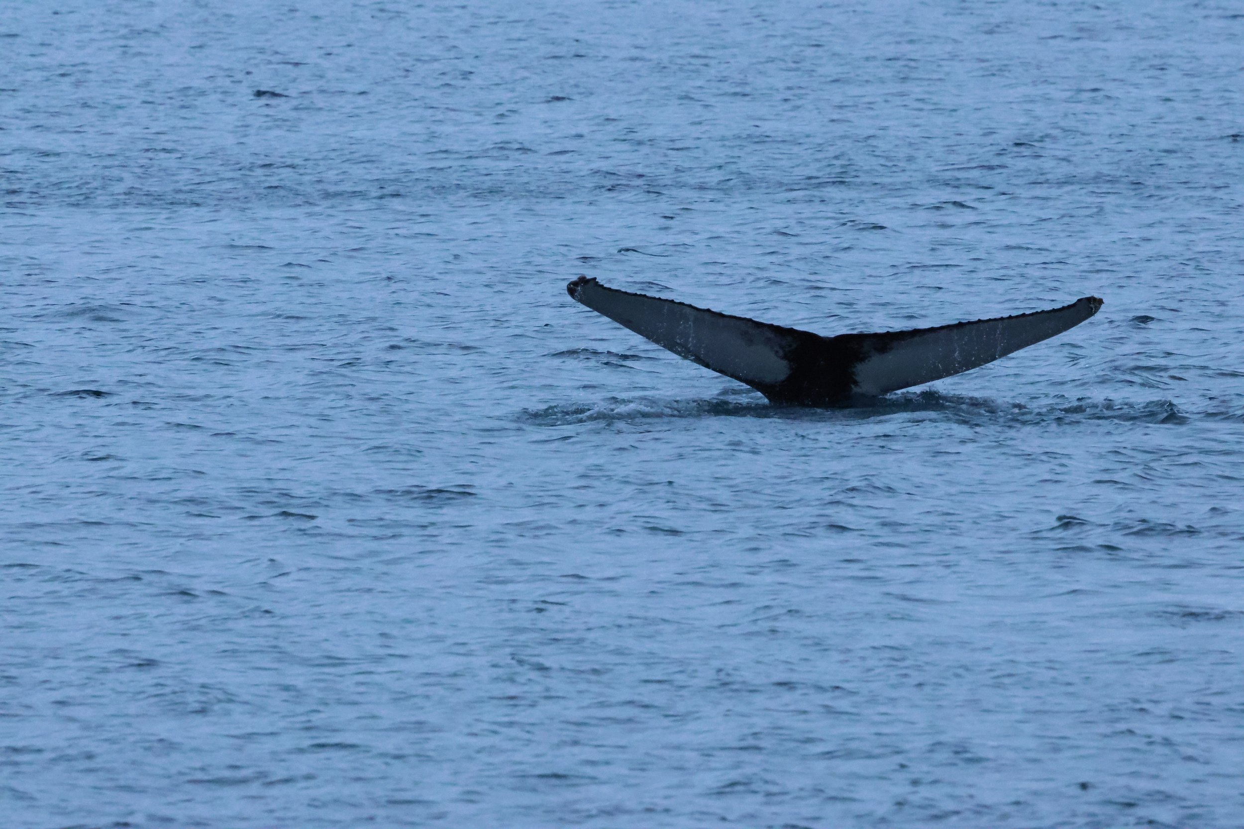 2026_01_08_1100_KON_GISELA (77).JPG