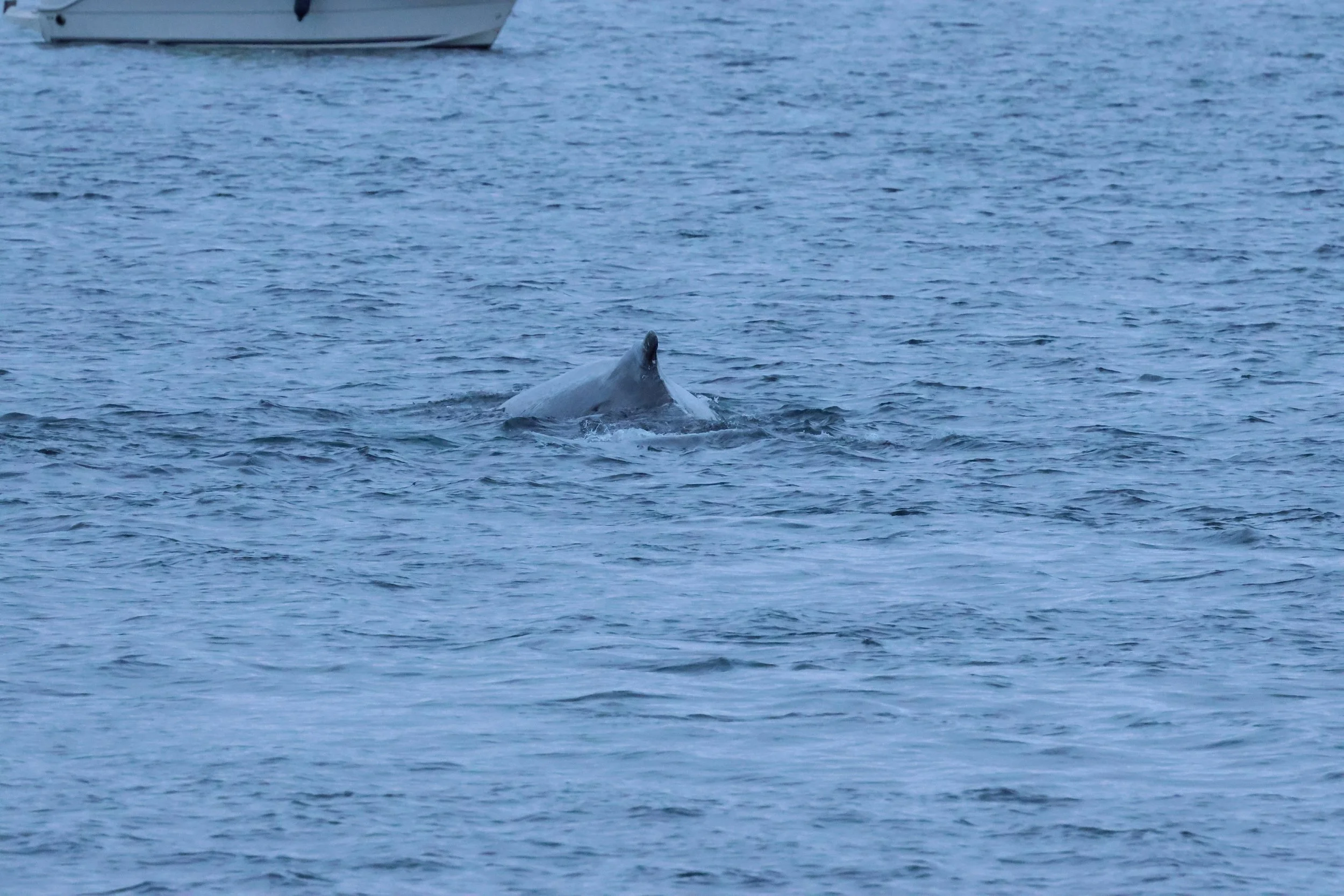 2026_01_08_1100_KON_GISELA (79).JPG