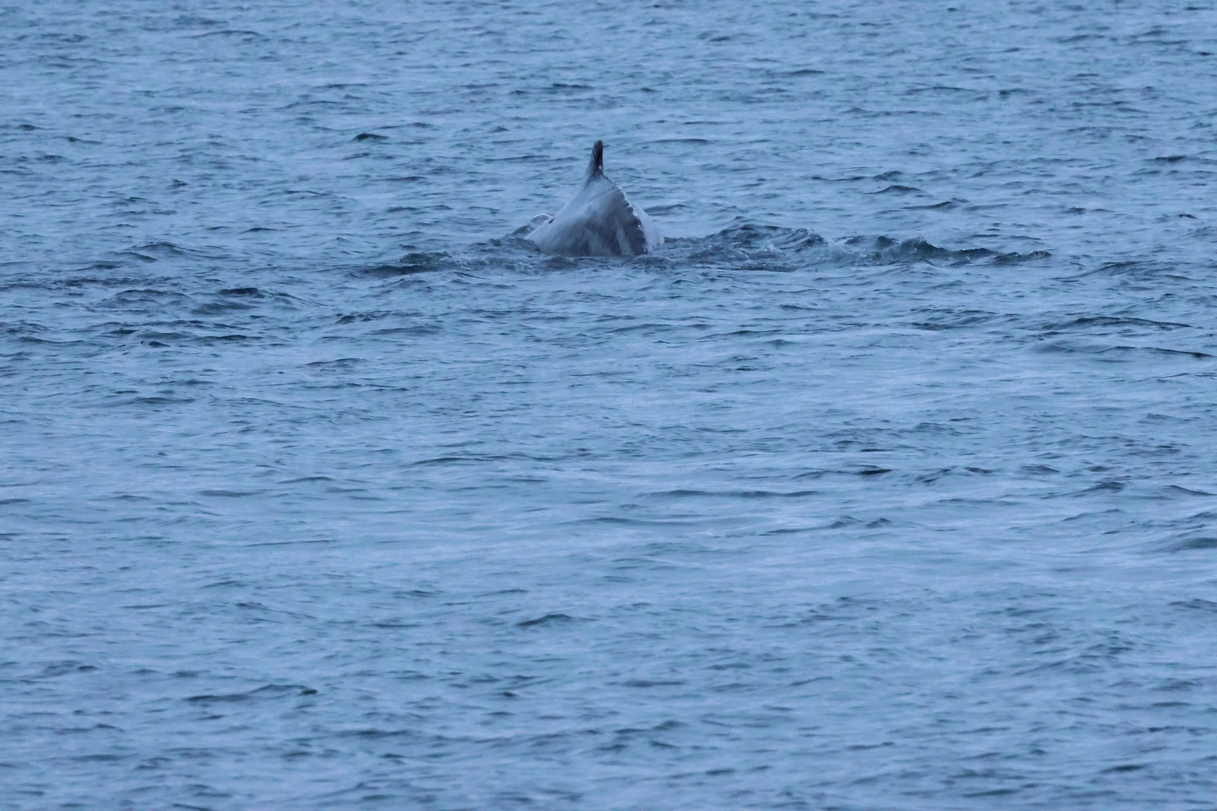 2026_01_08_1100_KON_GISELA (80).JPG