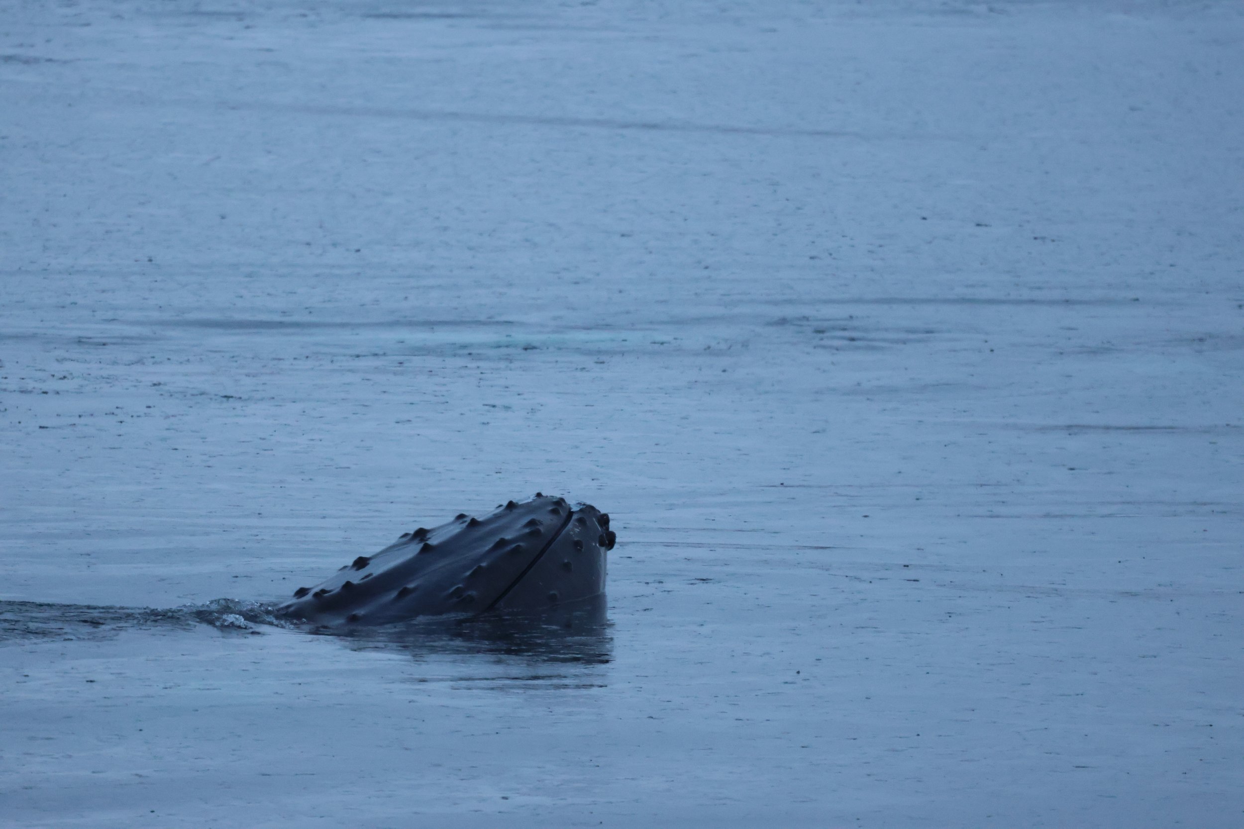 2026_01_09_1100_KON_JACOB (9).JPG