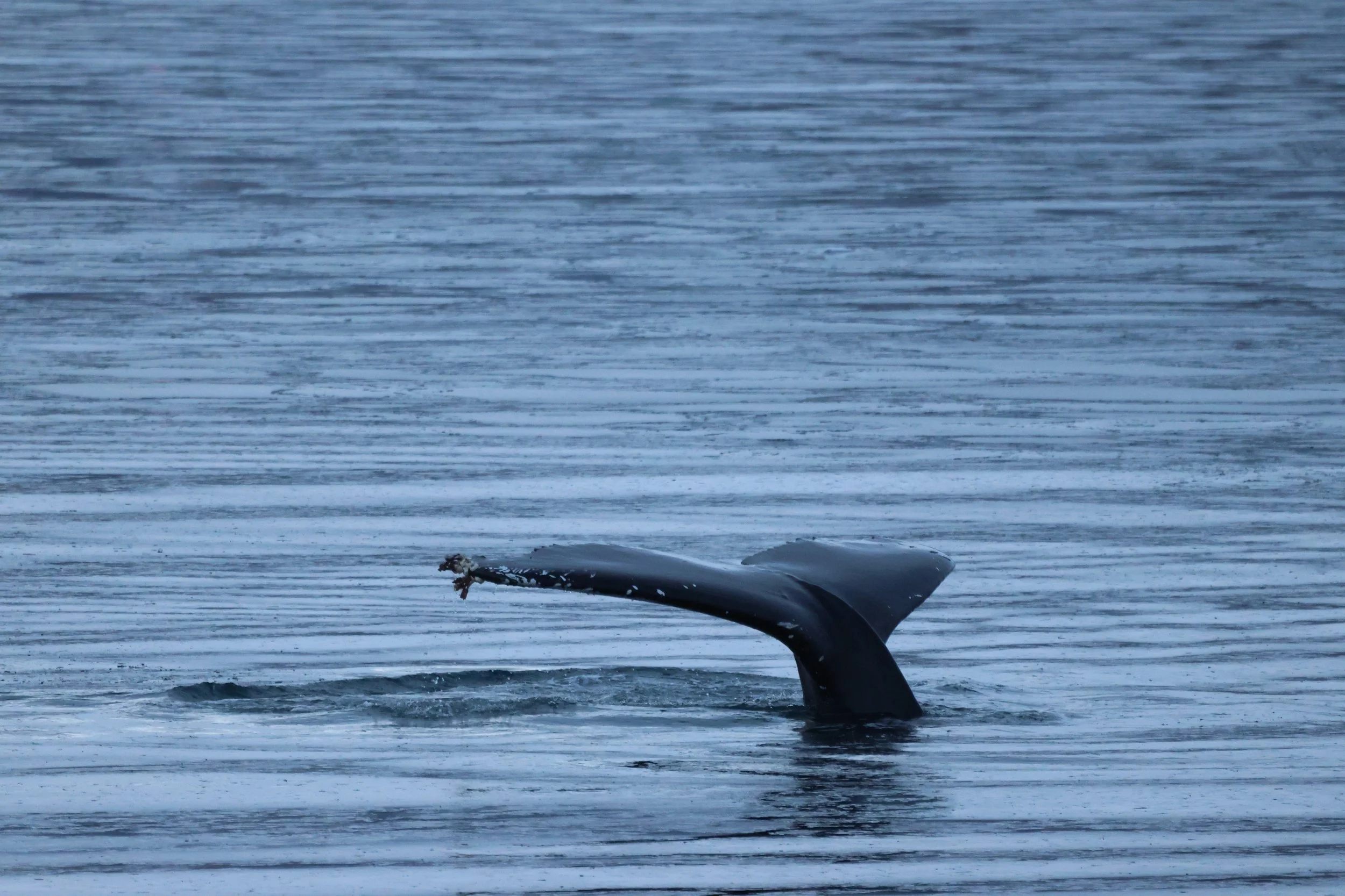 2026_01_09_1100_KON_JACOB (5).JPG