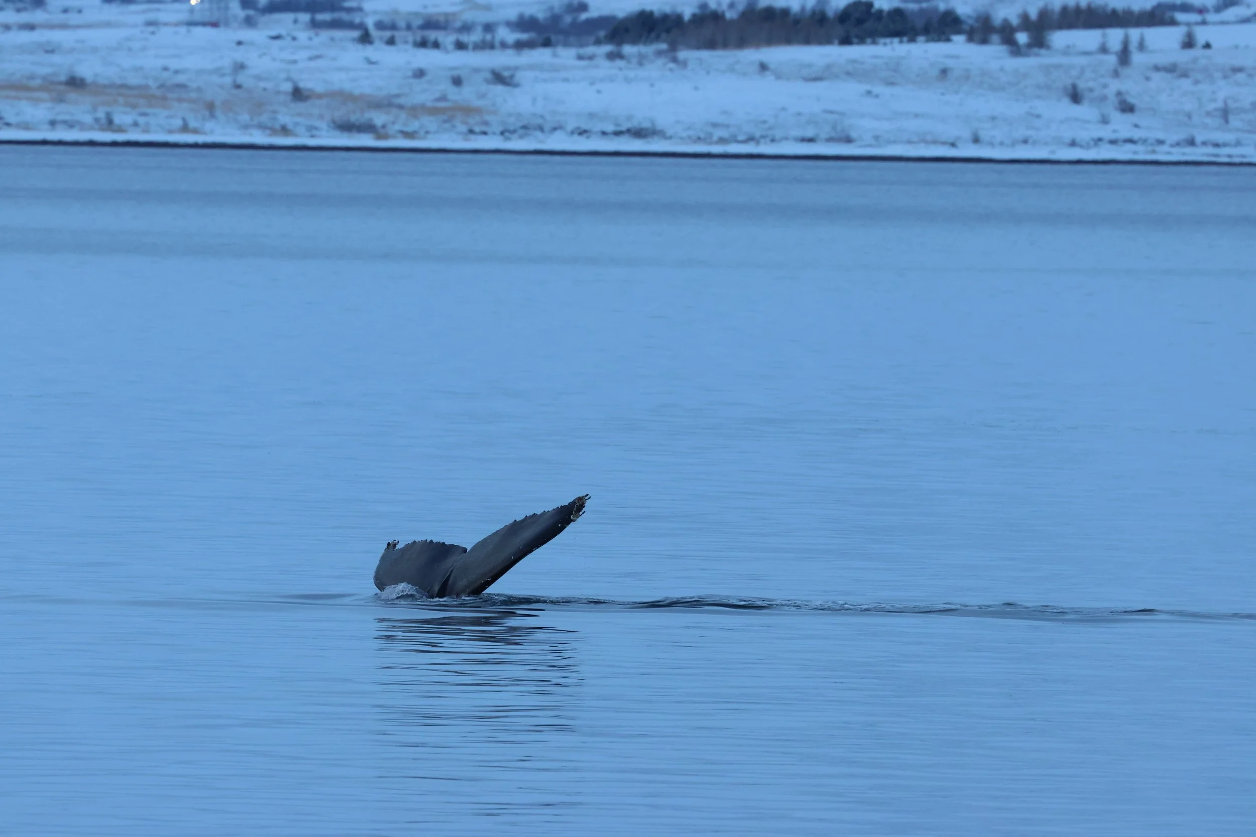 2026_01_10_1100_KON_GISELA (47).JPG