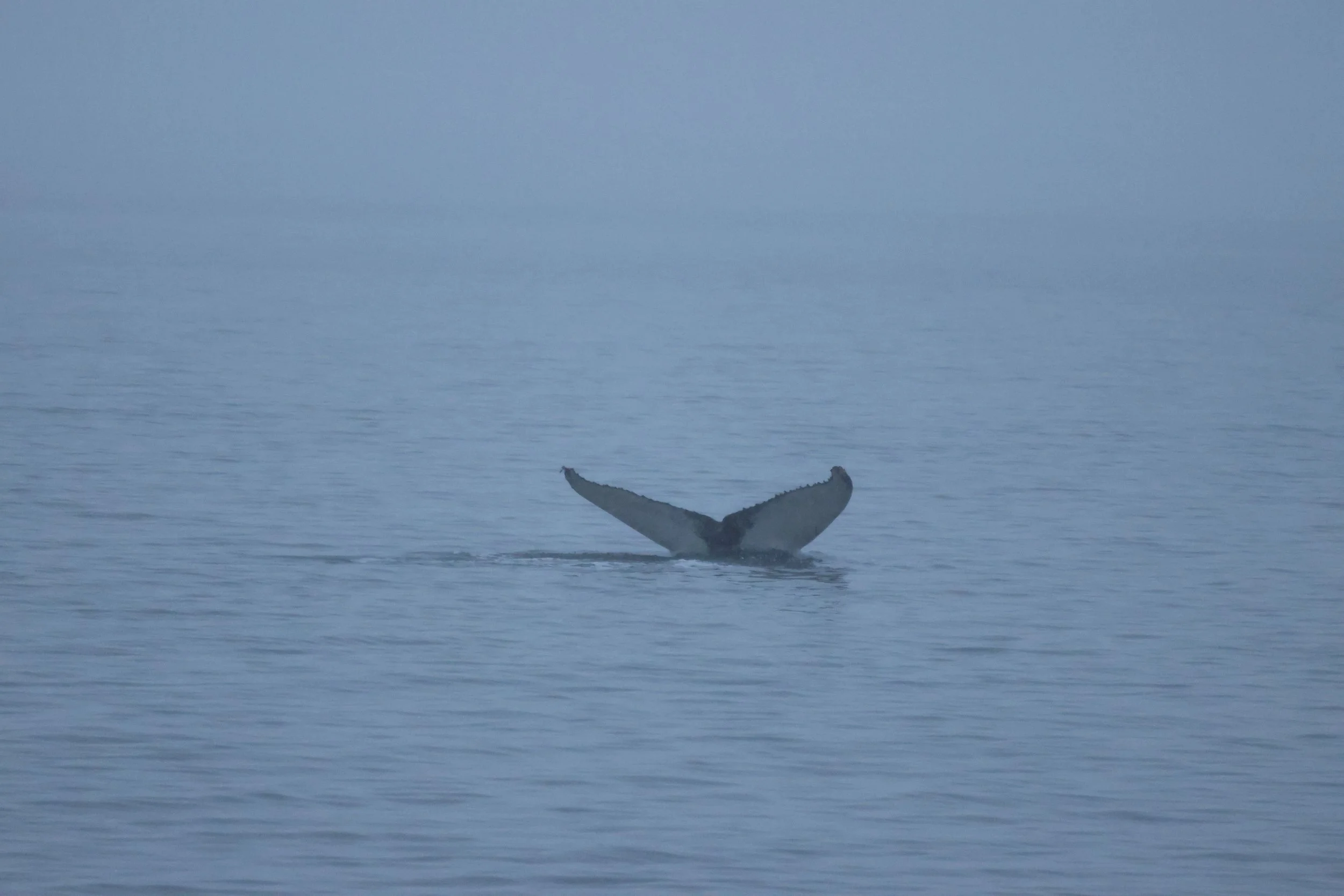 2026_01_11_1100_HOL_JACOB (6).JPG