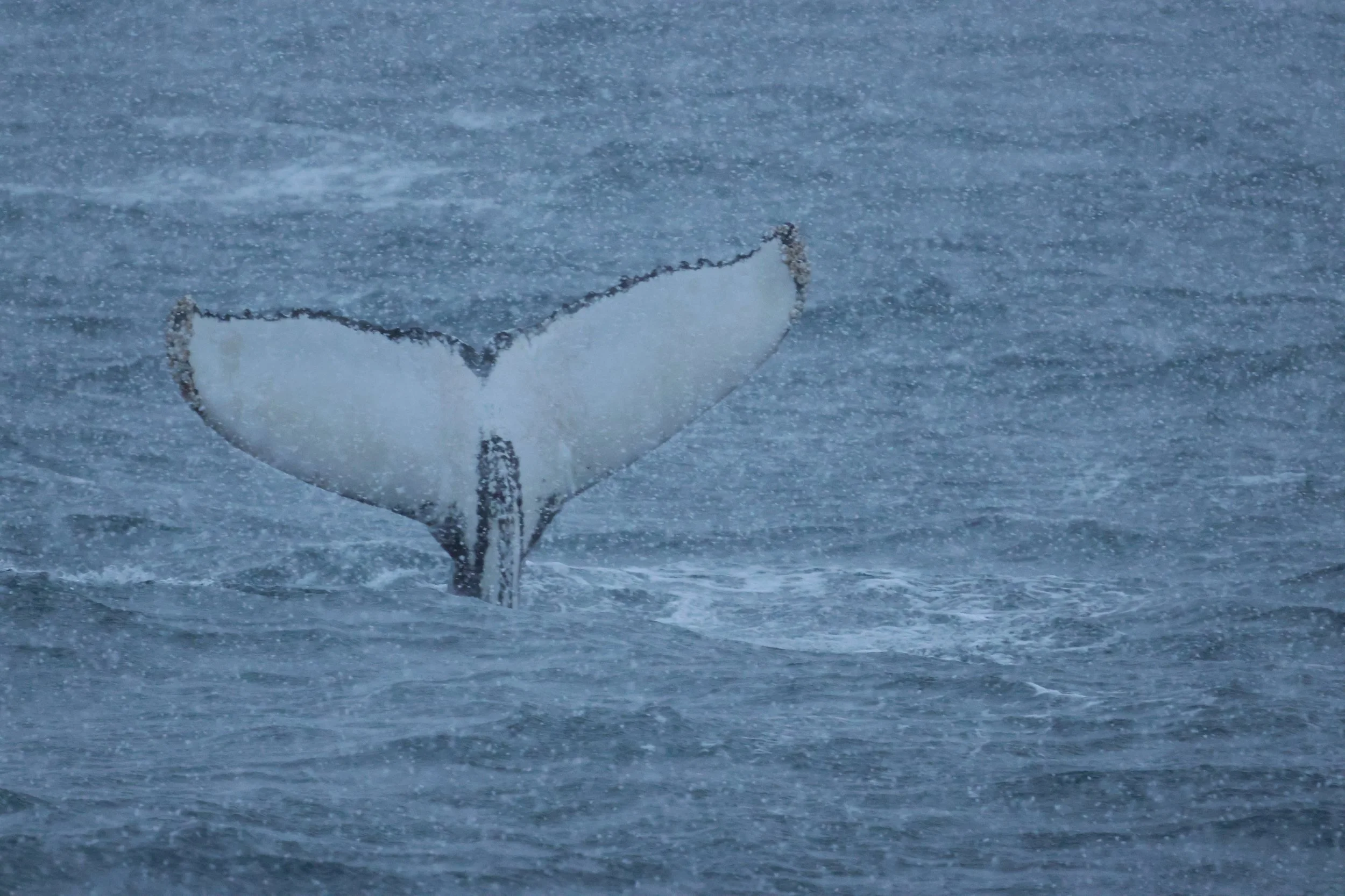 2026_01_12_1100_KON_Gisela (5).JPG