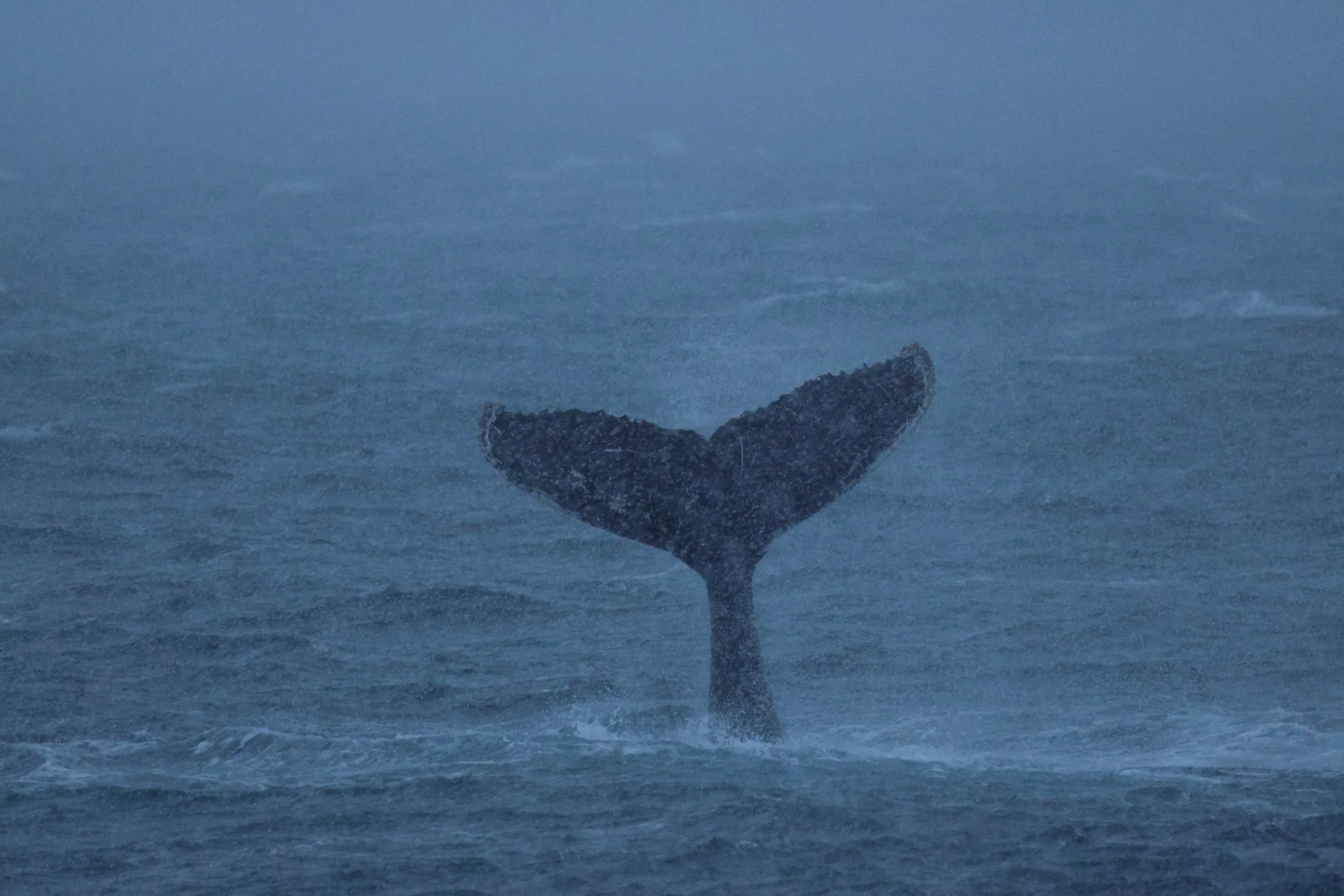 2026_01_12_1100_KON_Gisela (18).JPG