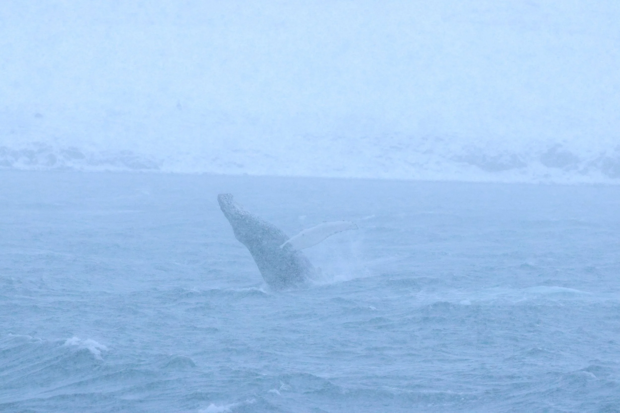 2026_01_12_1100_KON_Gisela (52).JPG