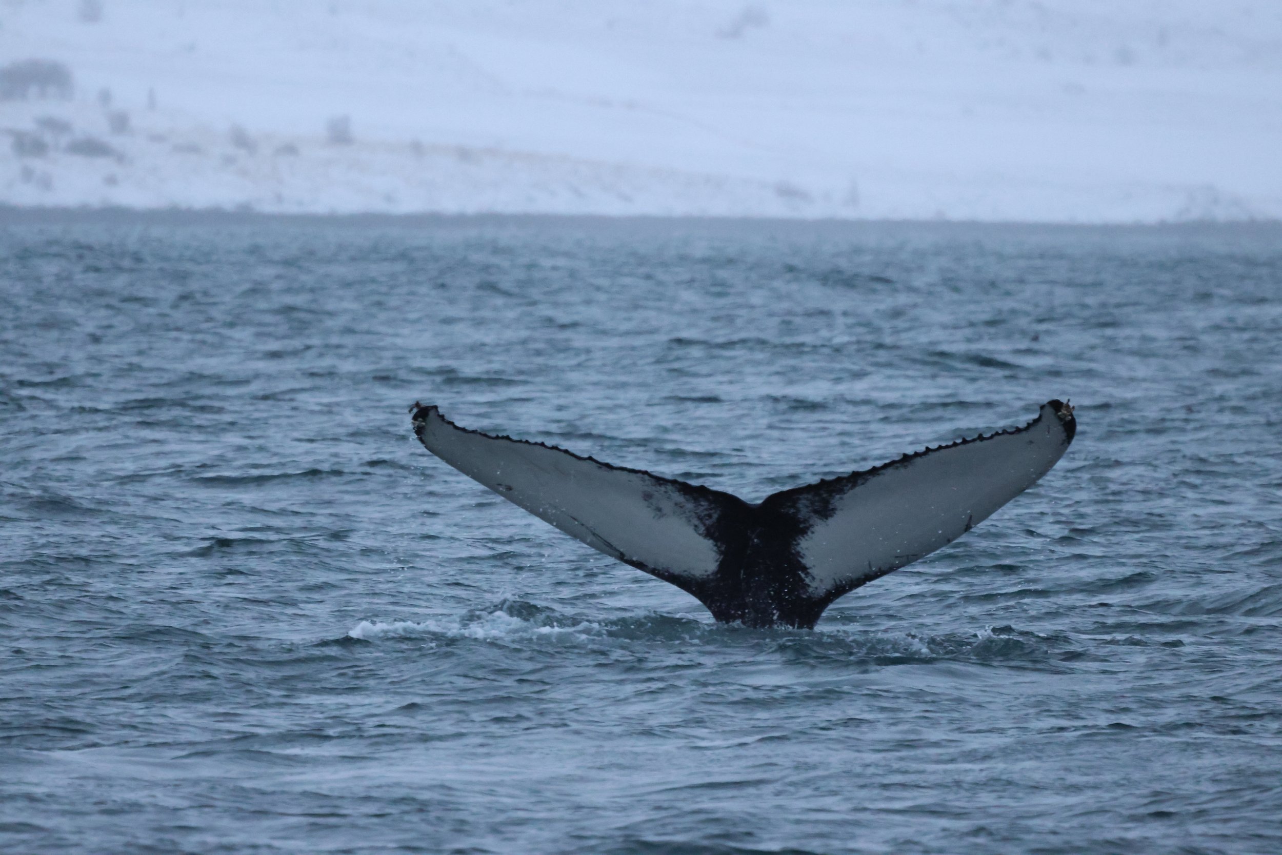 2026_01_13_1100_KON_JACOB (5).JPG