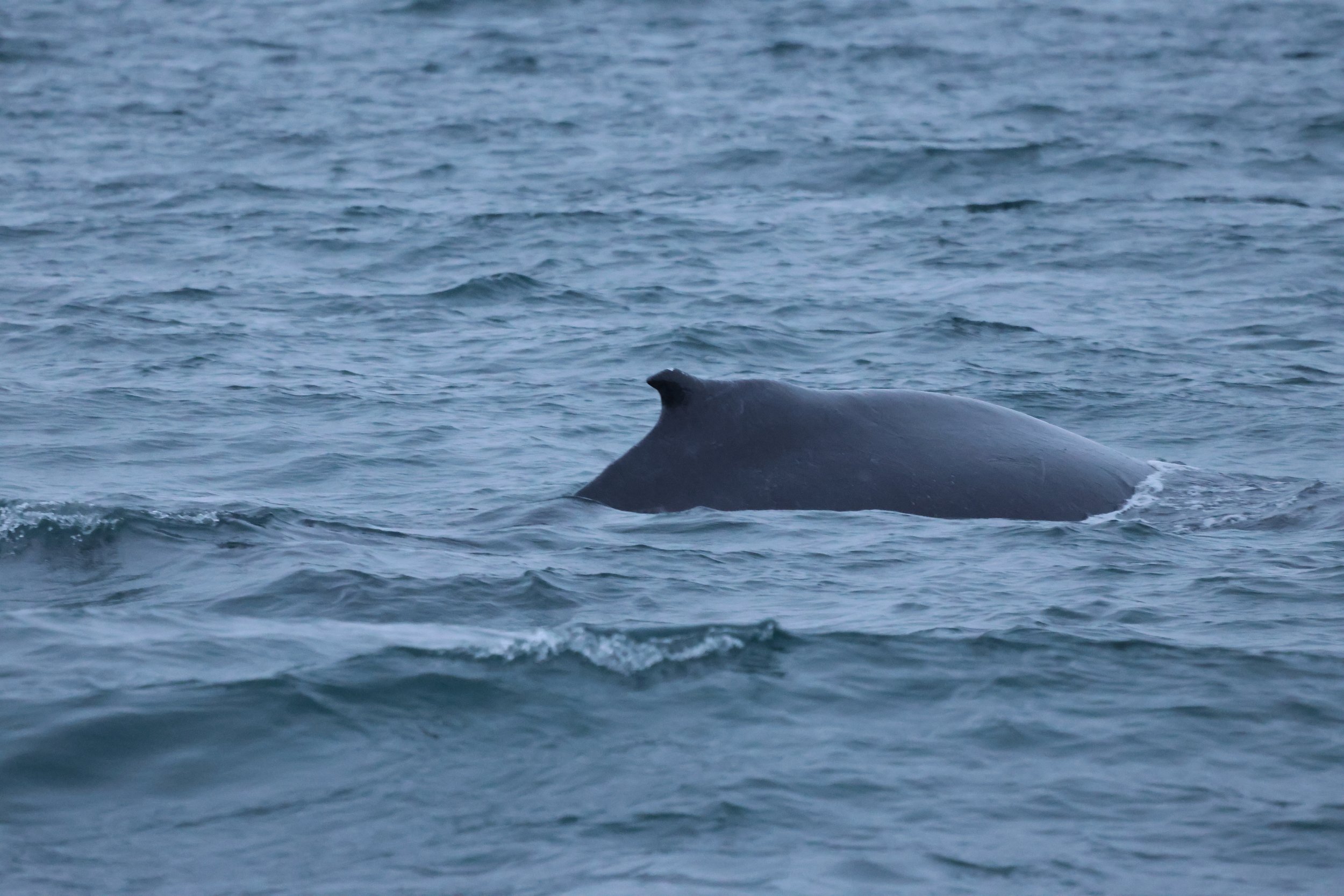 2026_01_13_1100_KON_JACOB (4).JPG