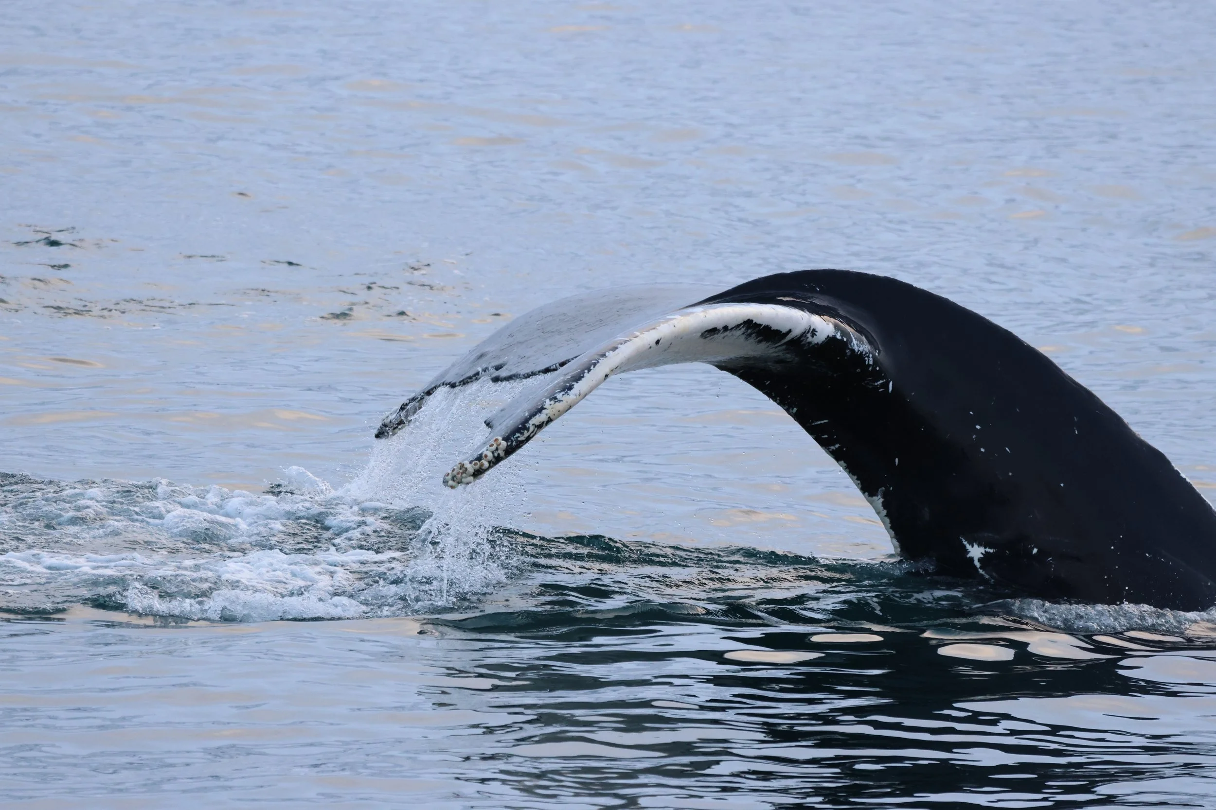 2026_01_14_1100_KON_JACOB (12).JPG