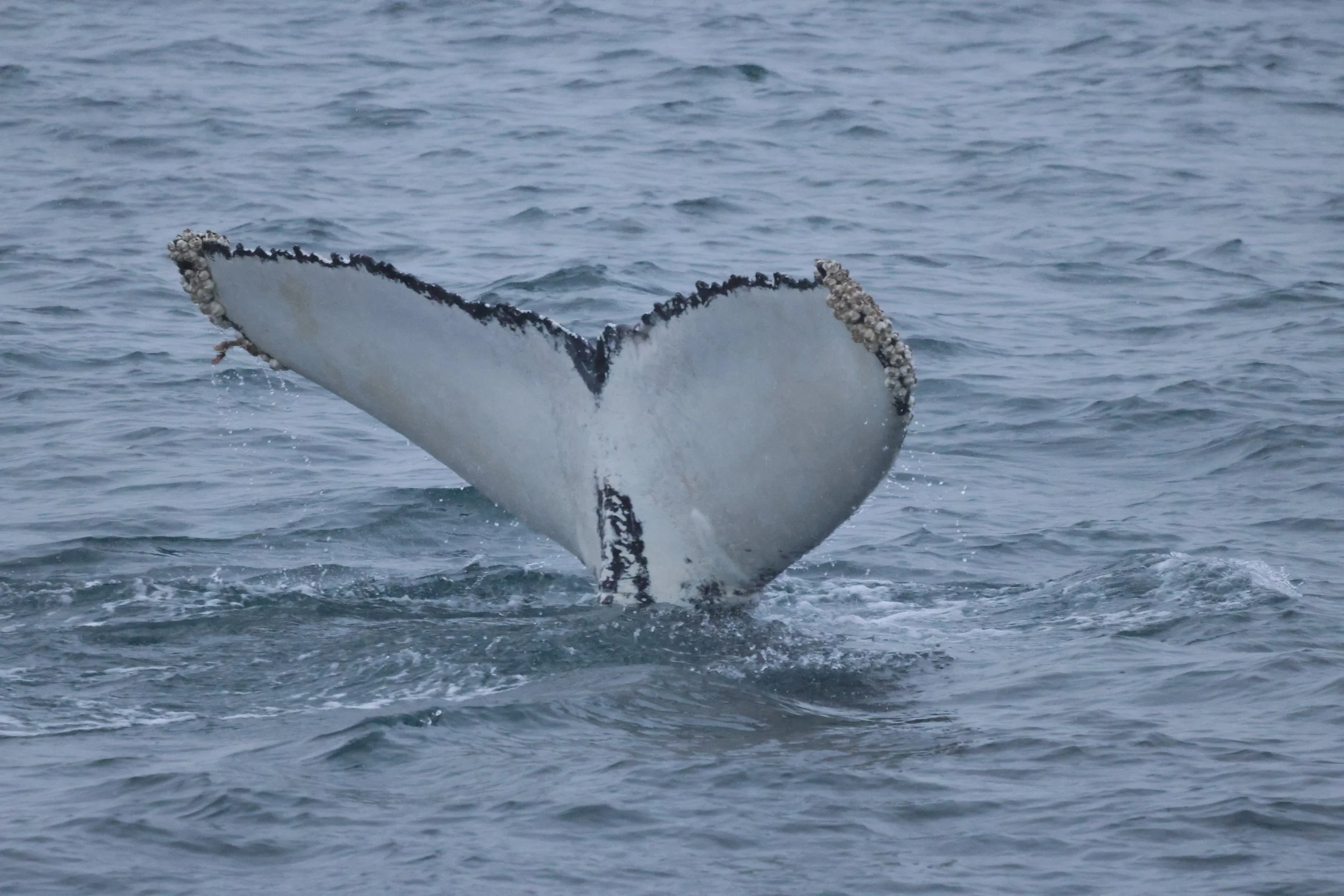 2026_01_15_1100_KON_JACOB (16).JPG