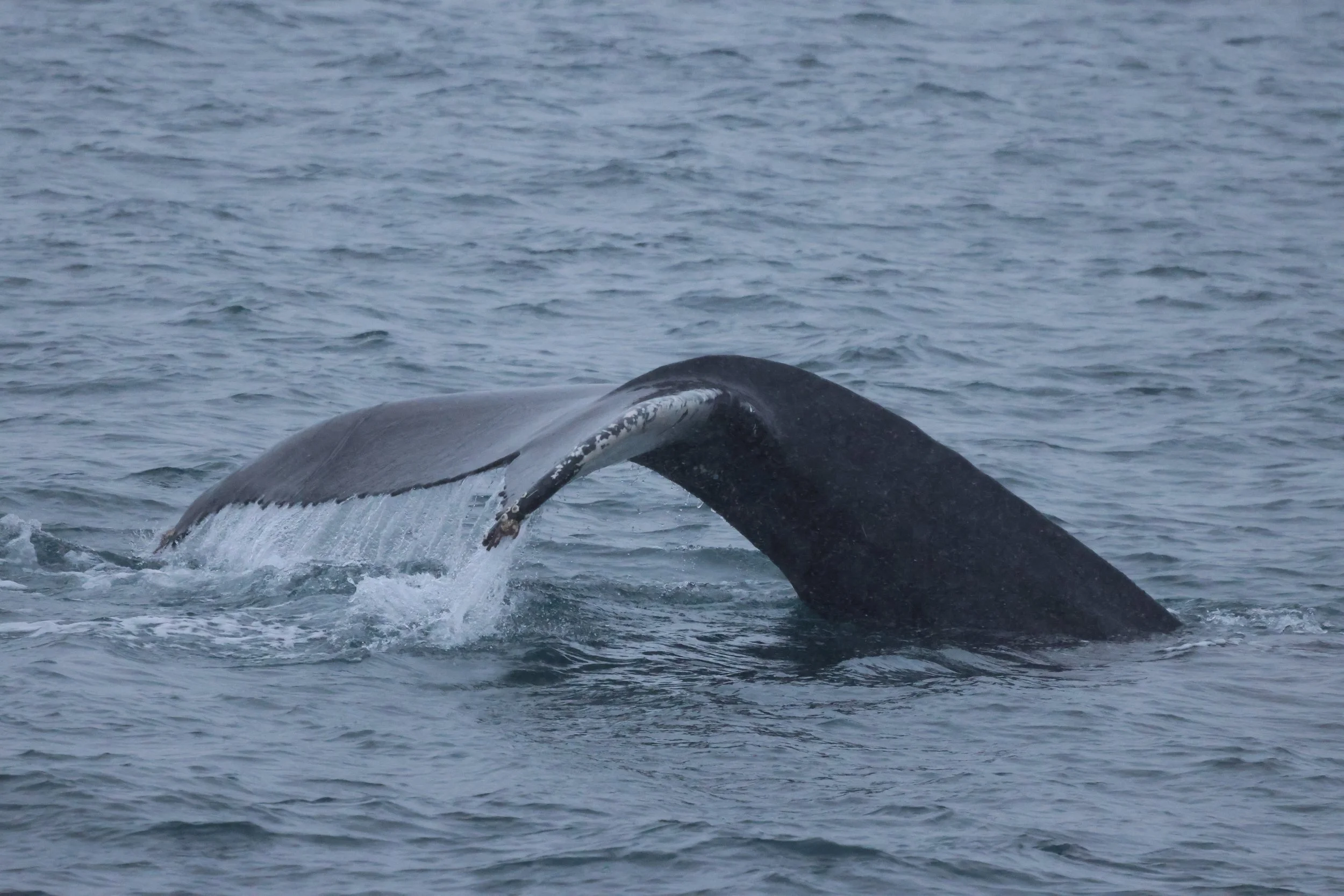 2026_01_15_1100_KON_JACOB (14).JPG