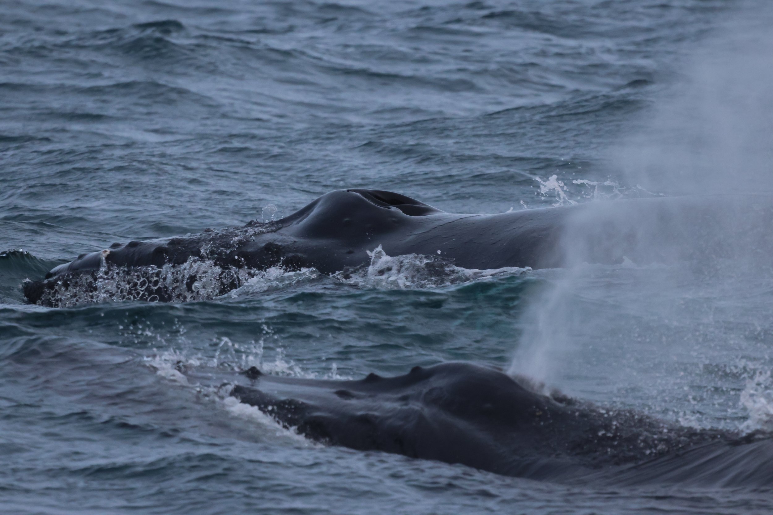 2026_01_16_1100_KON_JACOB (33).JPG