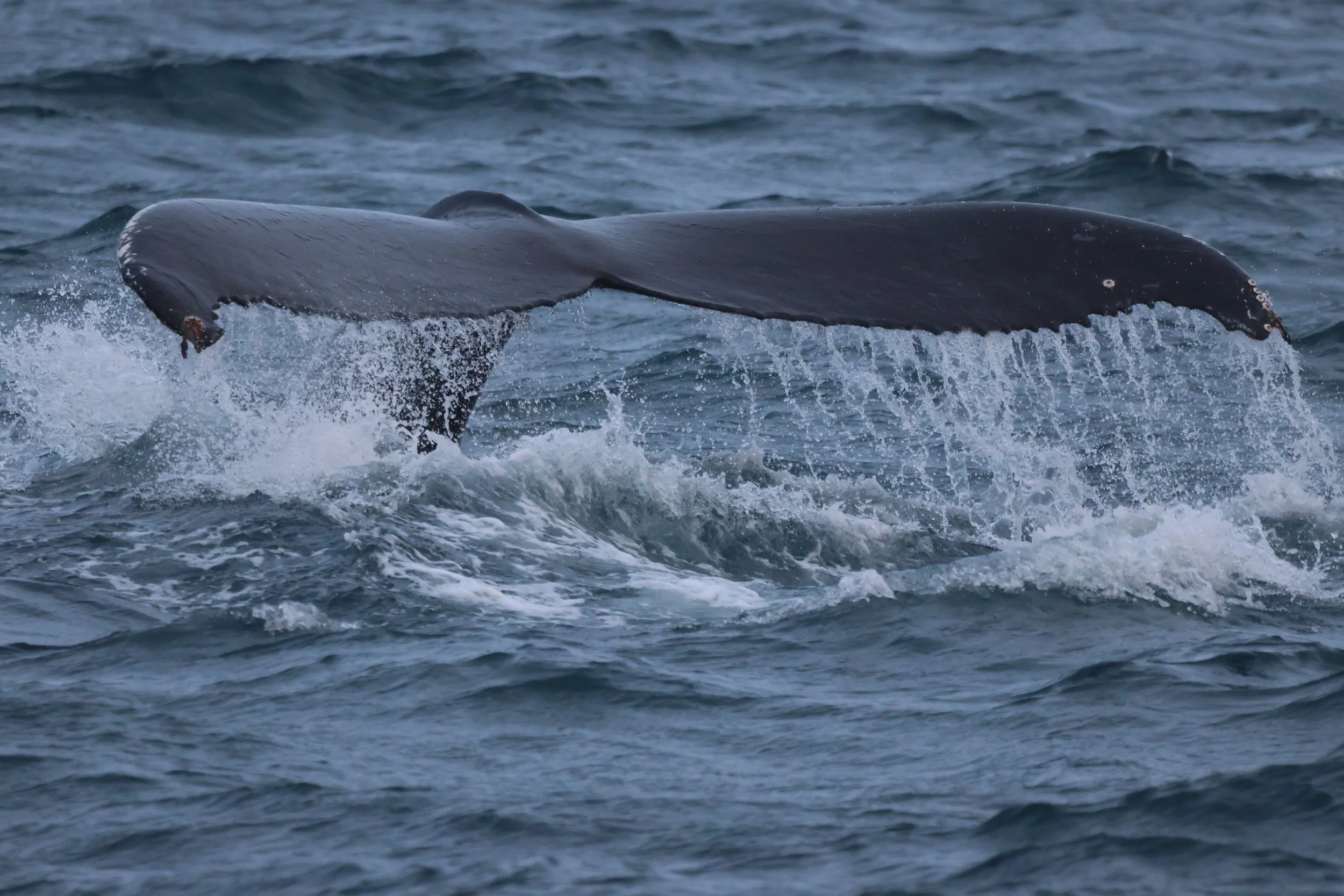 2026_01_16_1100_KON_JACOB (38).JPG