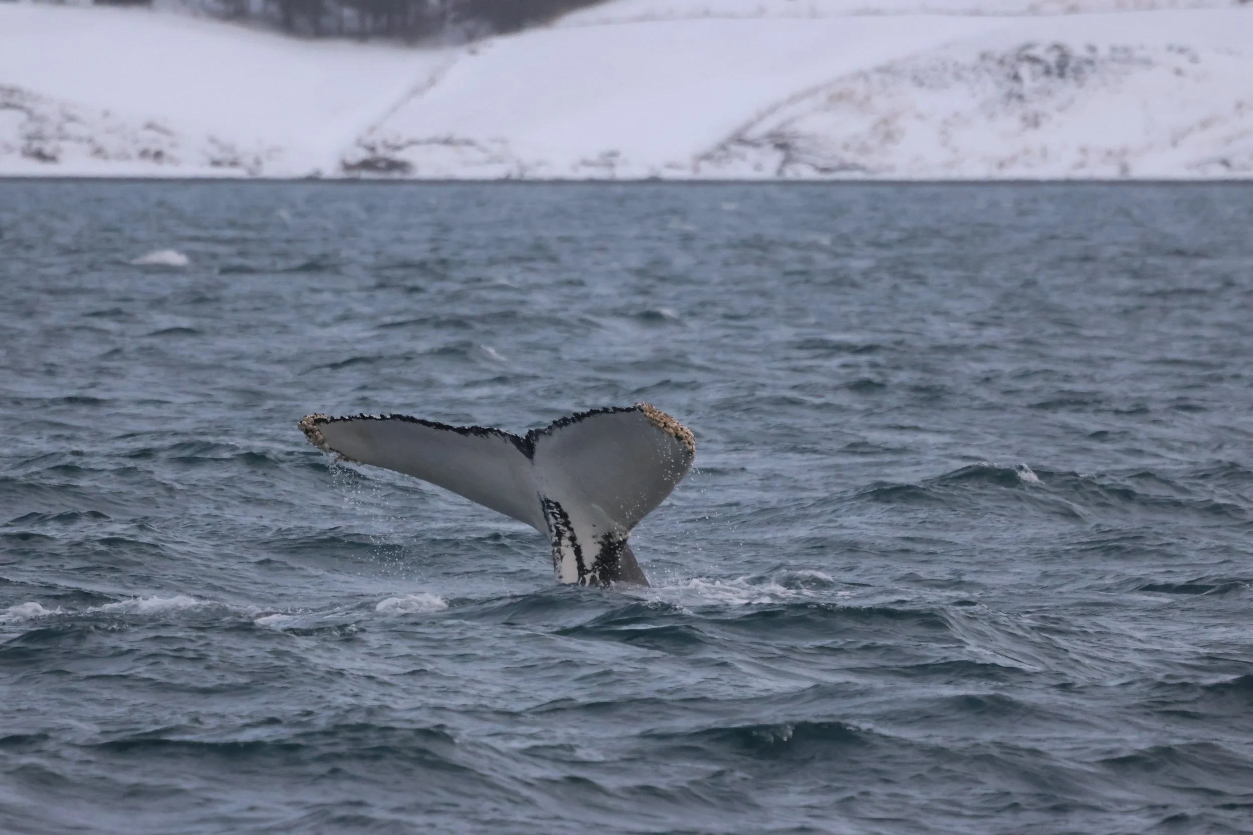 2026_01_16_1100_KON_JACOB (30).JPG